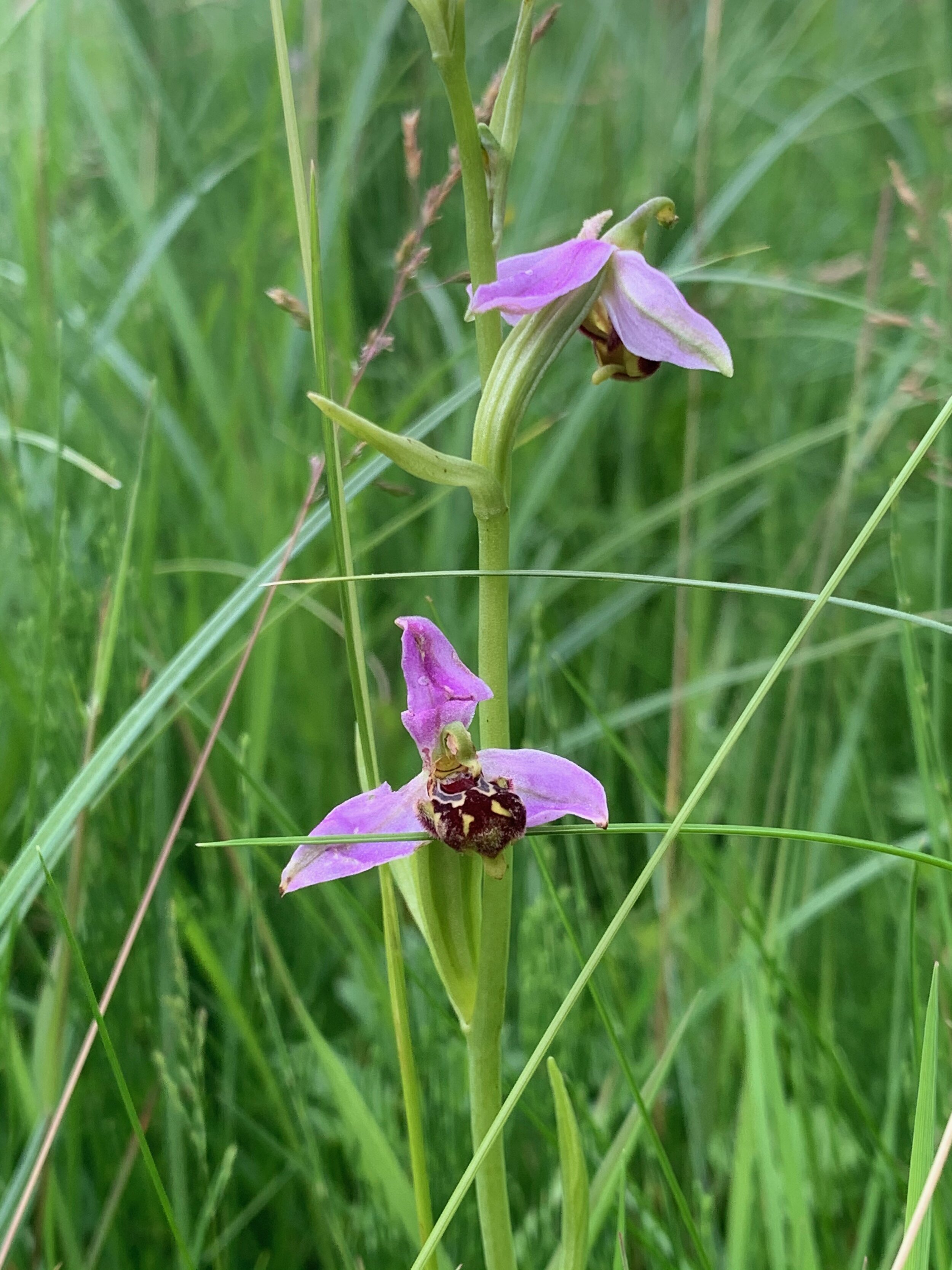 6.Bee orchid.jpg