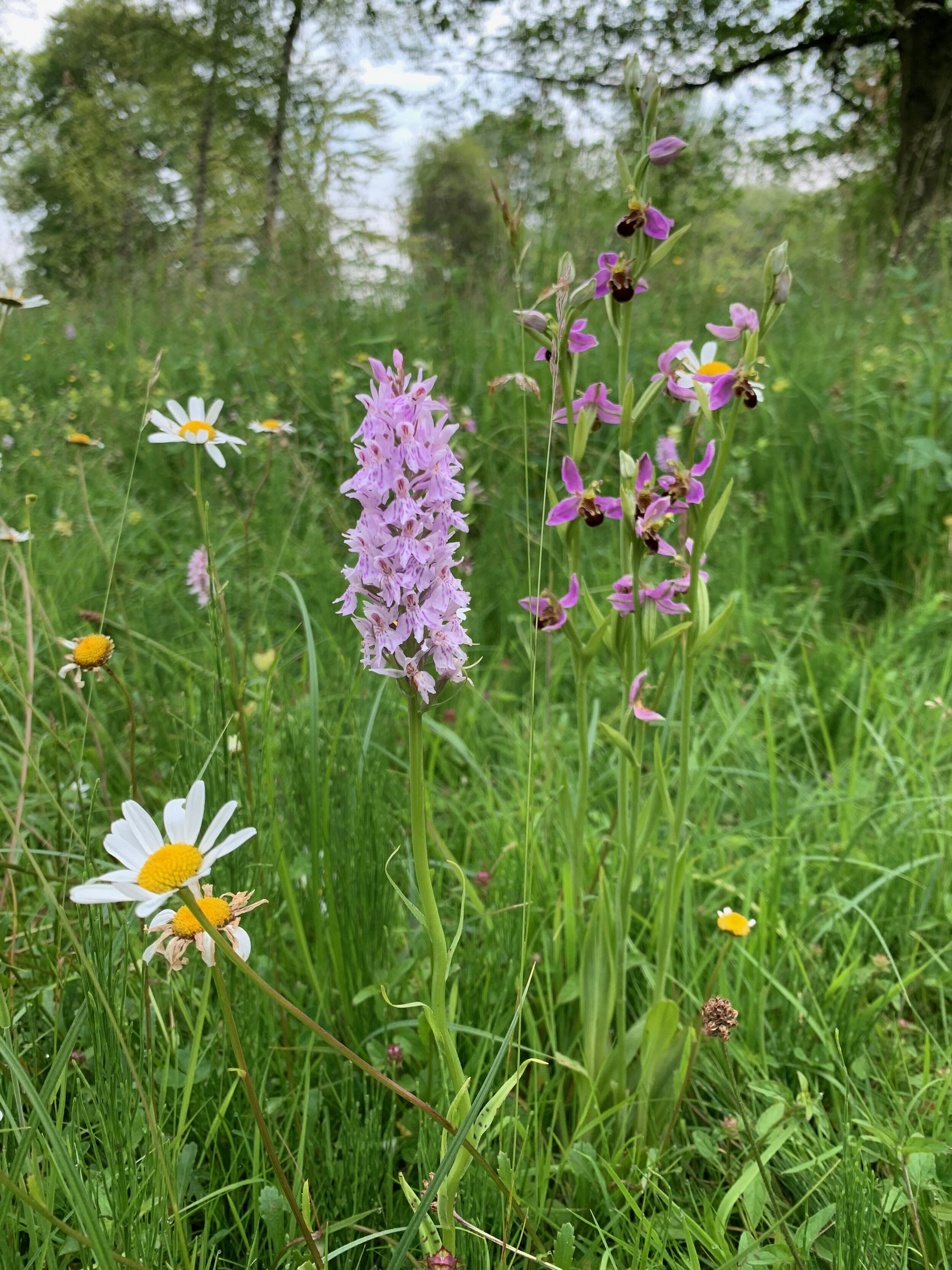 6.June.bee orchid, marsh orchid and daisy.jpg