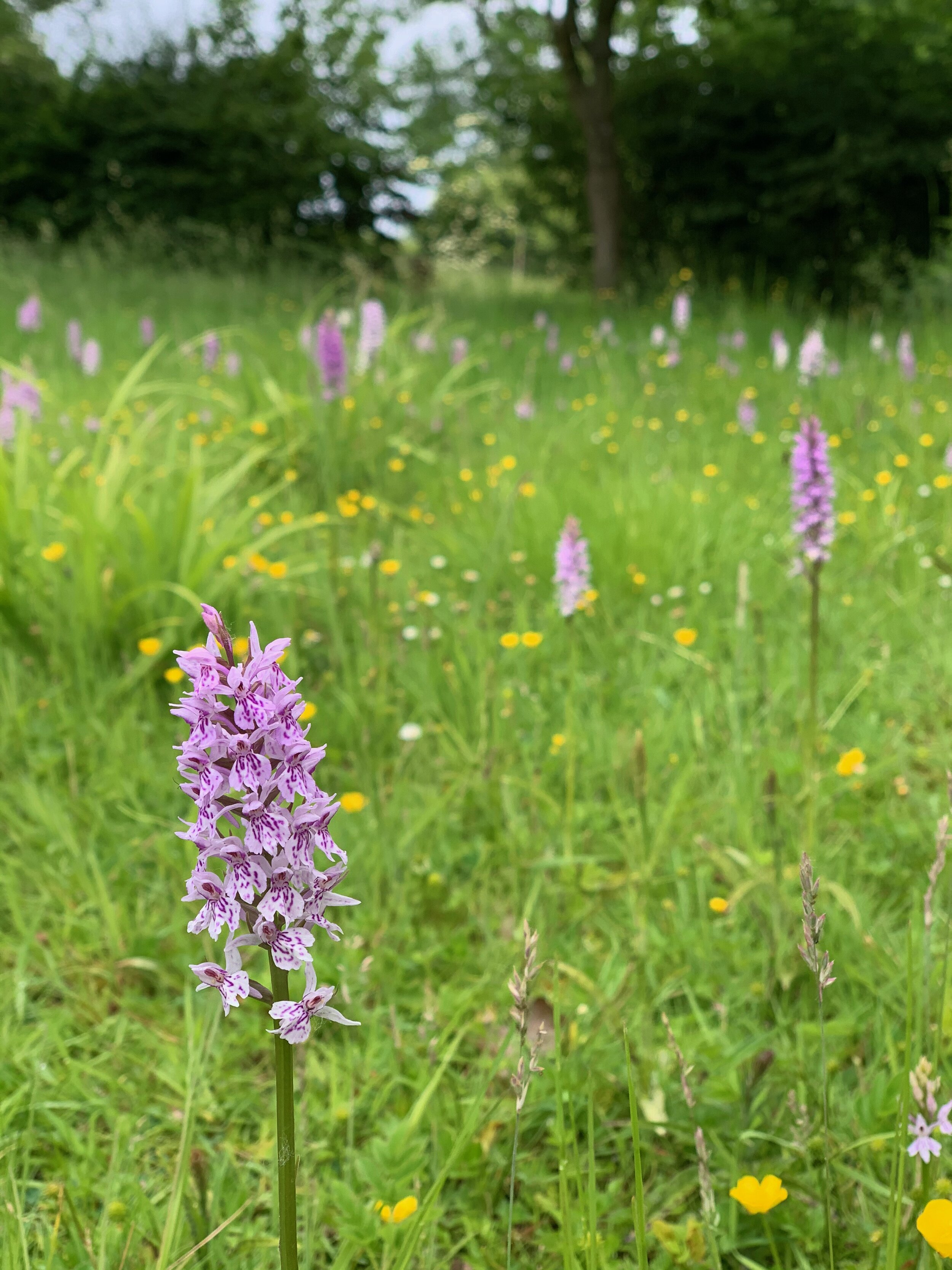 6.June.orchids and buttercups.jpg