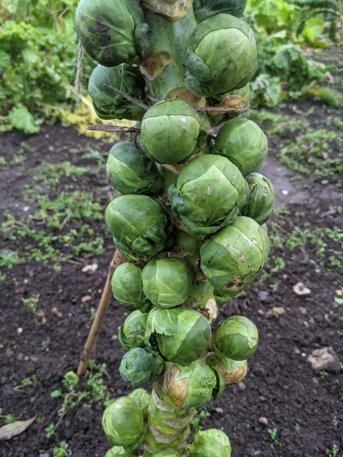 WhatsApp Image 2021-12-13 at 08.18.58.jpeg