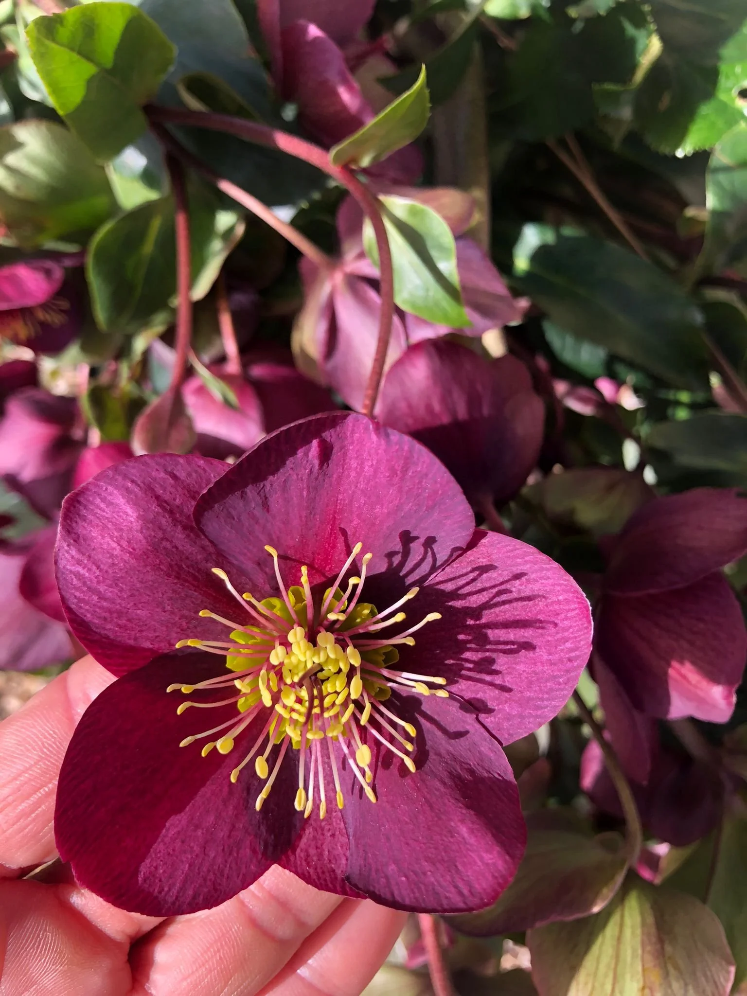 WhatsApp Image 2022-02-17 at 17.51.50.jpeg