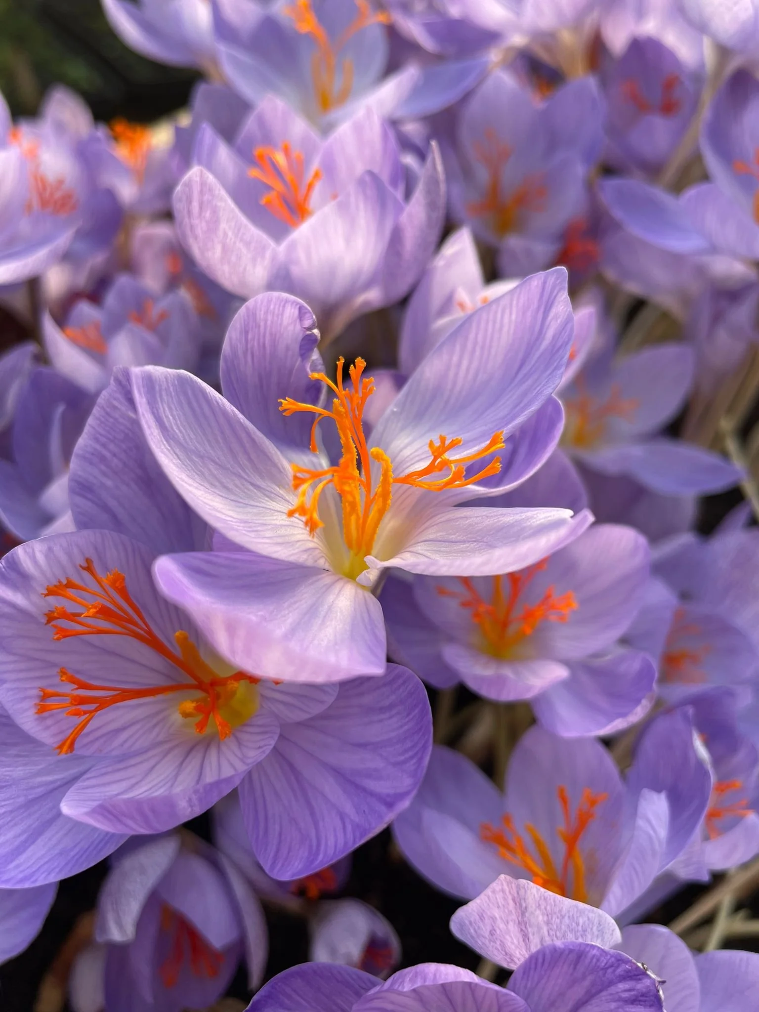 WhatsApp Image 2022-02-17 at 17.53.16.jpeg