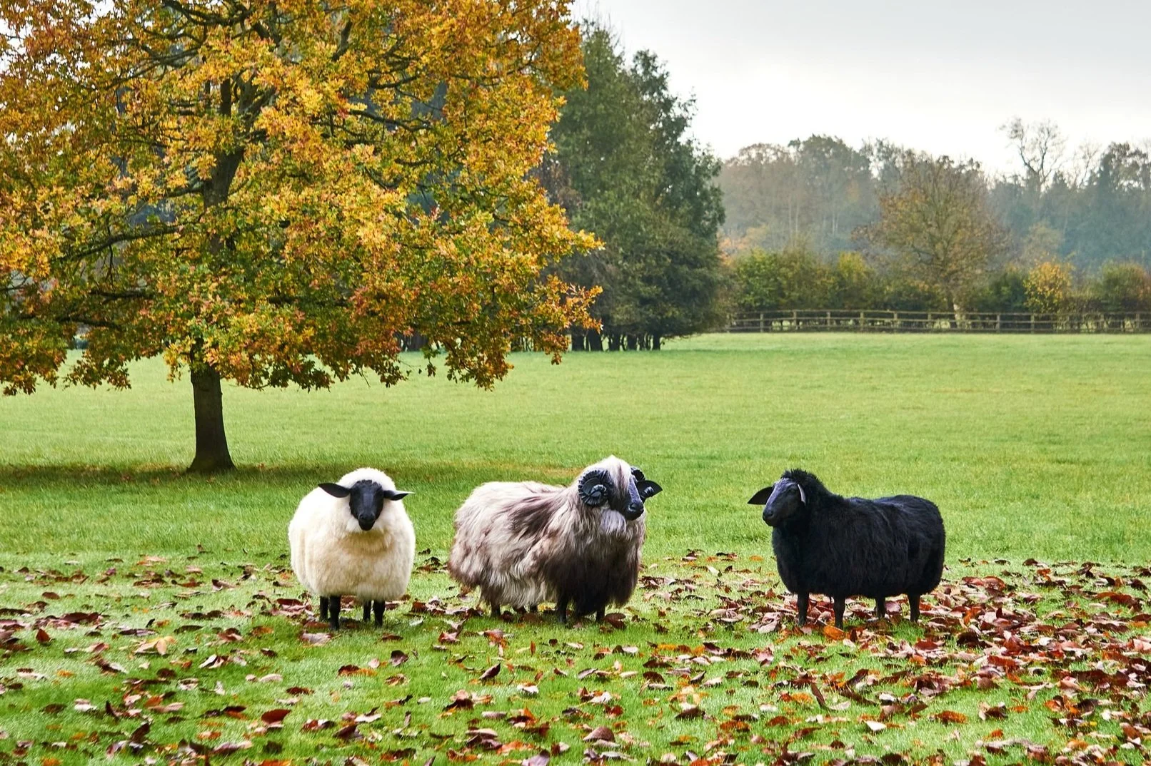 Bertioli Interiors — Thyme