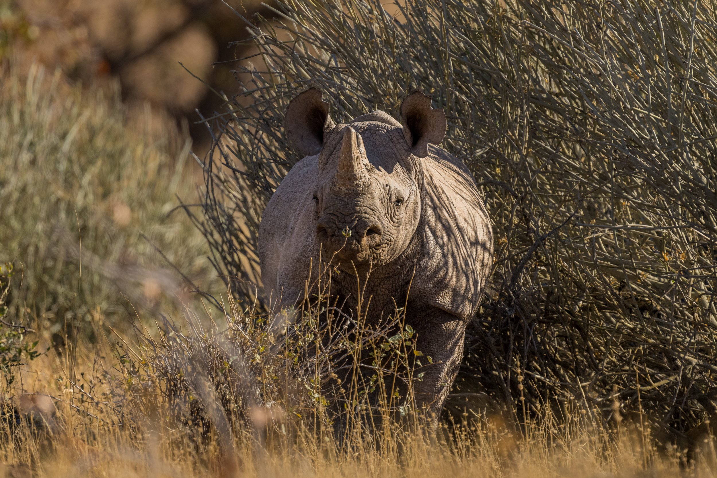 Black_Rhino_Save the Rhino Trust Namibia.jpg