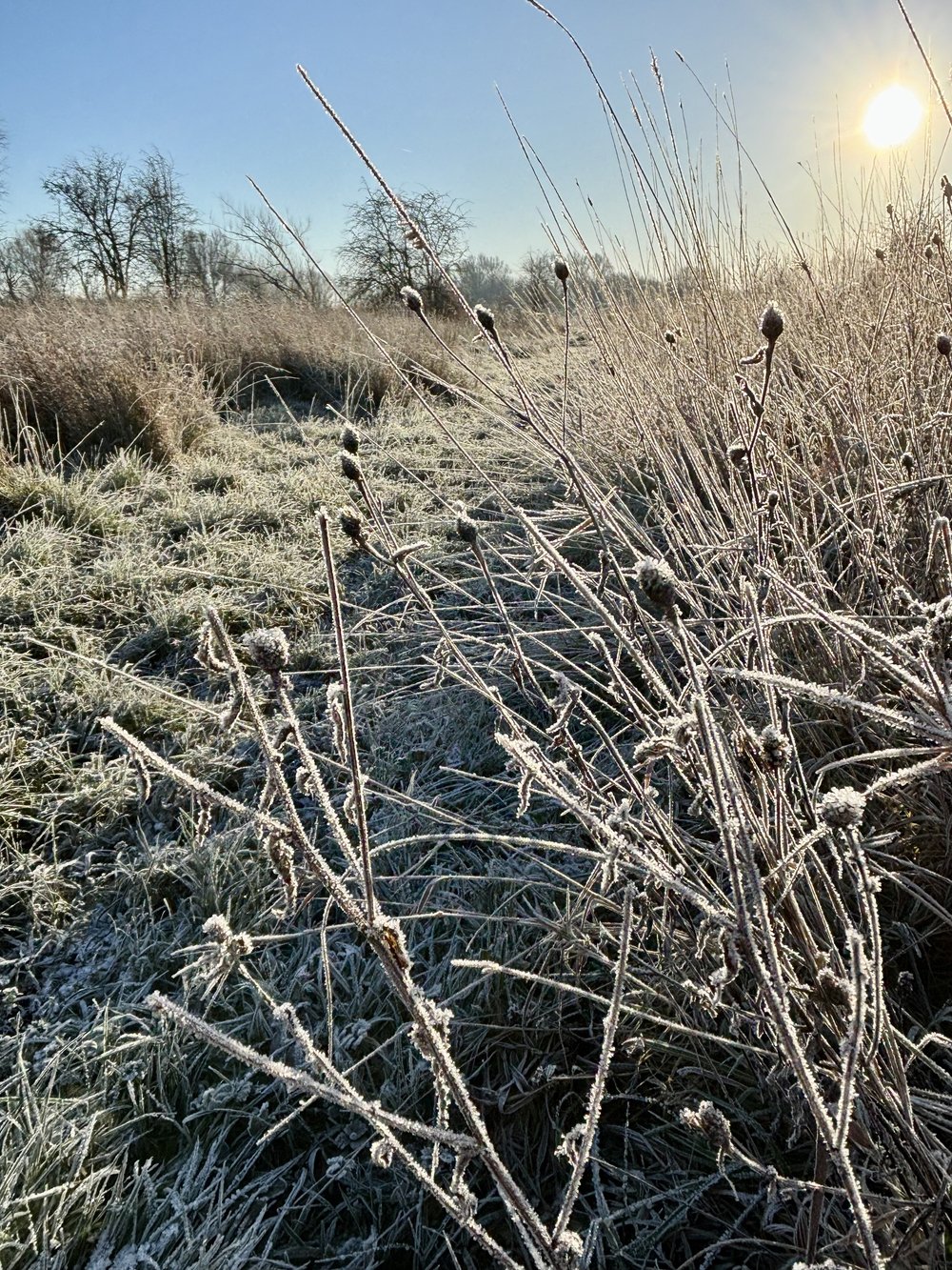 winter walk 9 - meadows - lissy.jpg