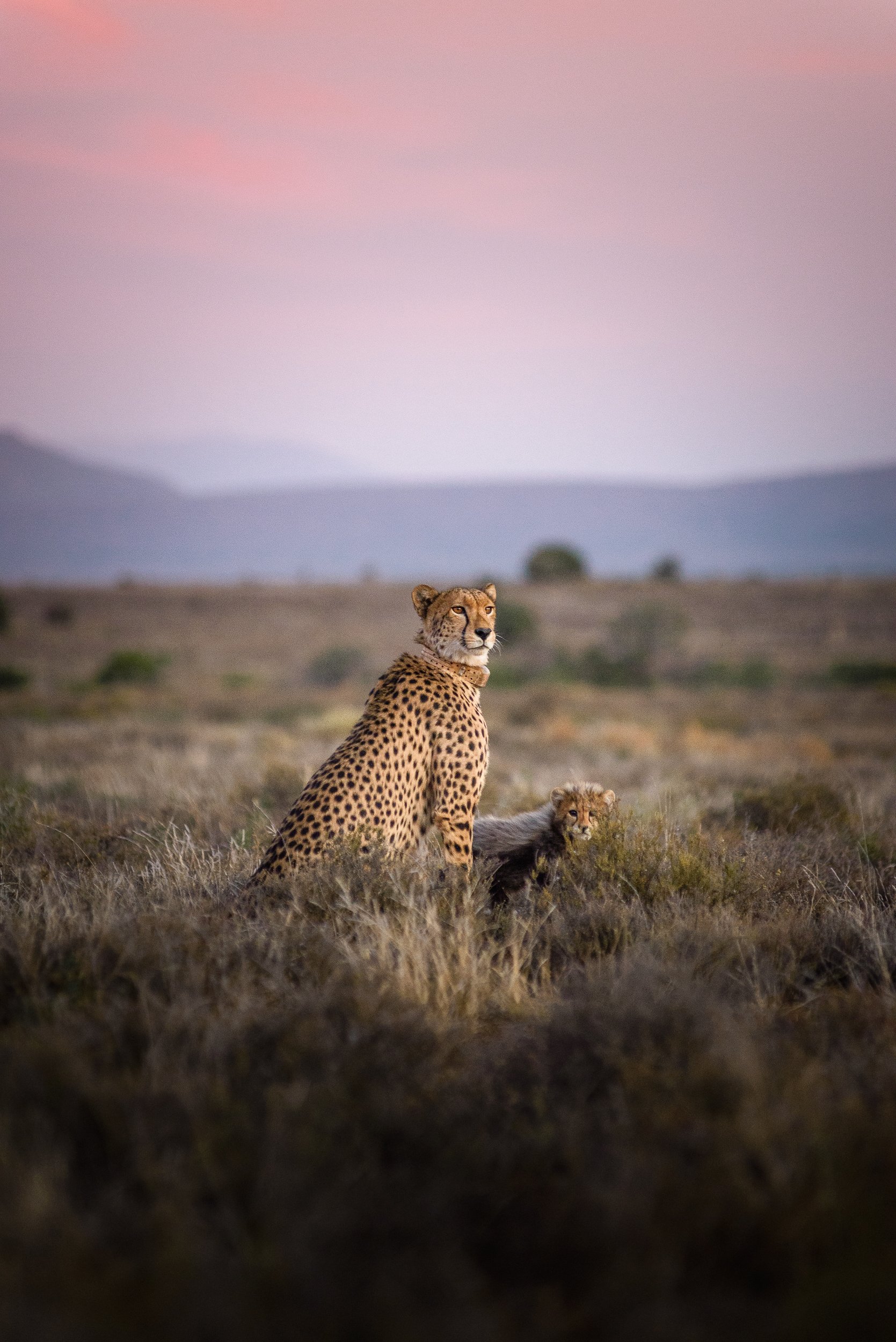 Copy of Copy of cheetah-chilli-cub-sunset-plains-of-camdeboo-samara-game-reserve-adriaan-louw.jpg