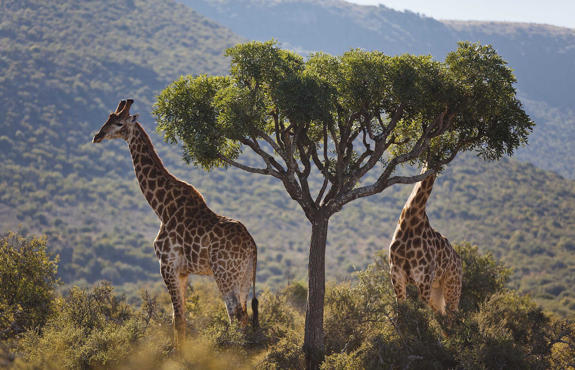 Copy of Copy of giraffe-head-in-tree-samara-karoo-south-africa-etienne-oosthuizen.jpg