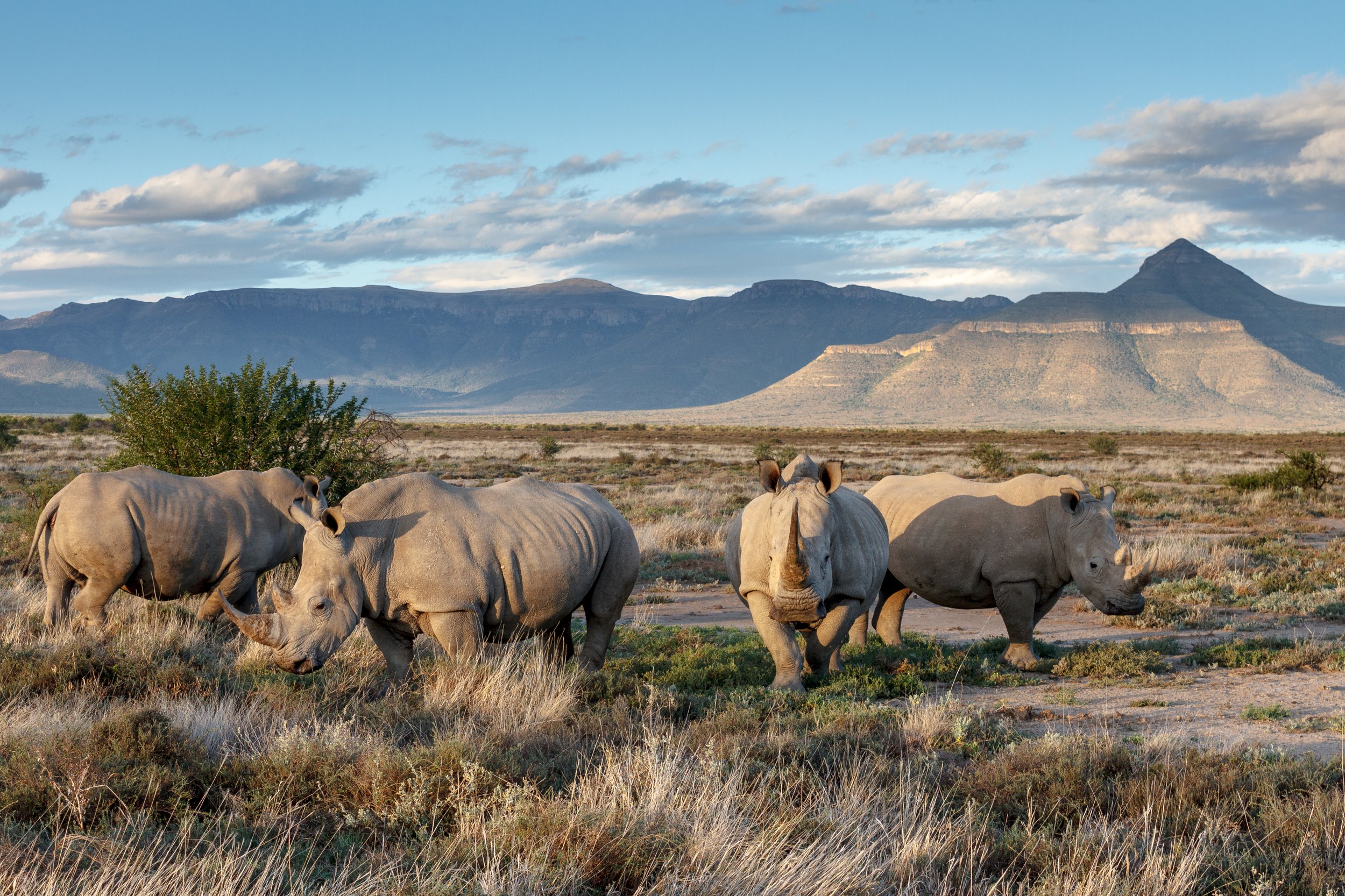 Copy of Copy of White rhinos. Samara Copyright Mitch Reardon.jpg