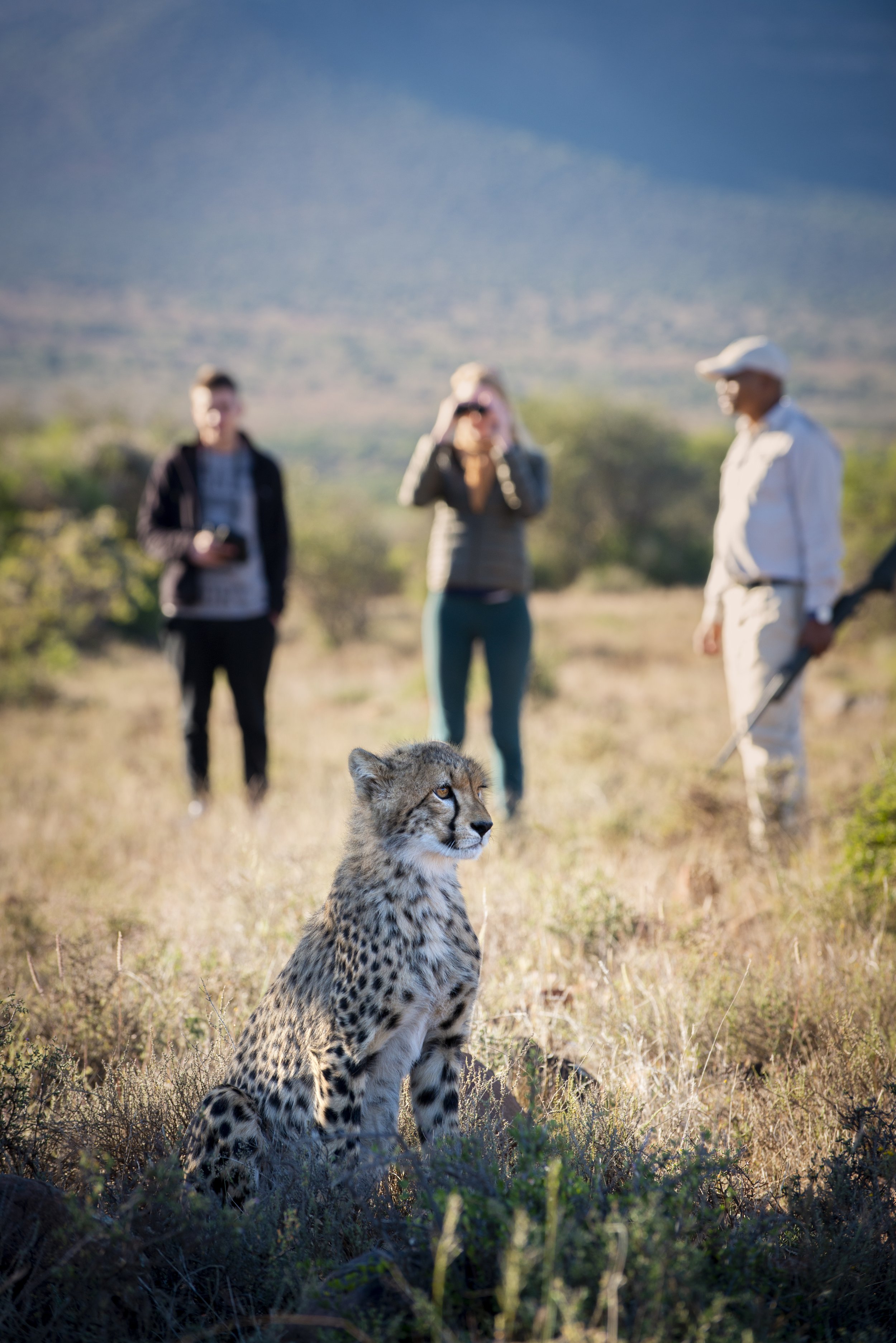 Copy of Copy of samara-cheetah-tracking-on-foot-great-karoo-south-africa-dook-2019.jpg