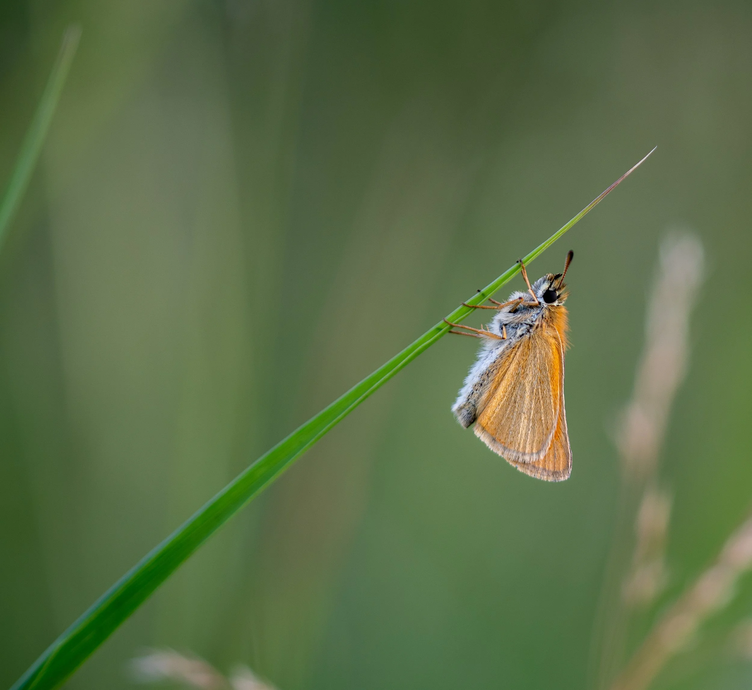 DSC_4307-2.jpg