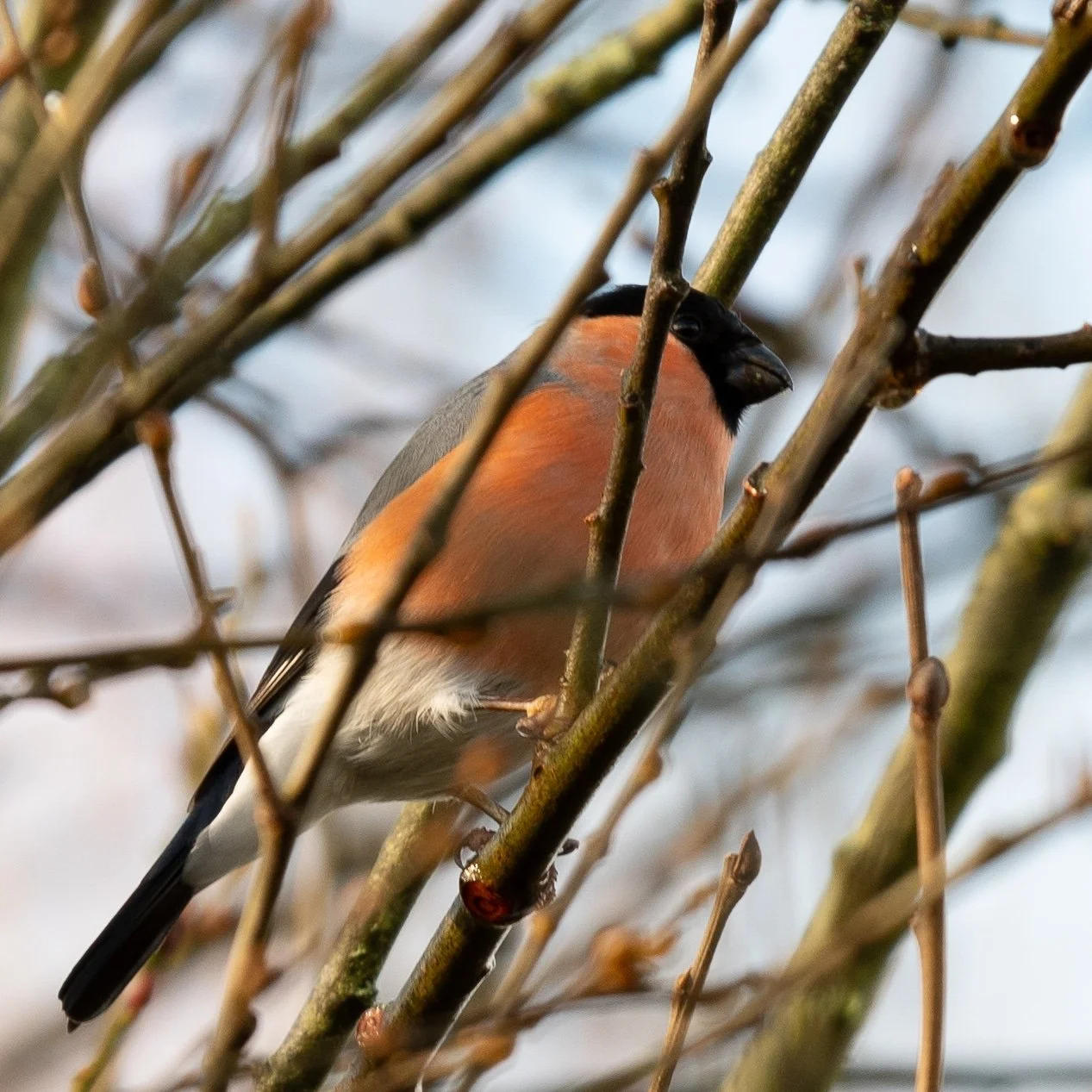 Bullfinch.jpg