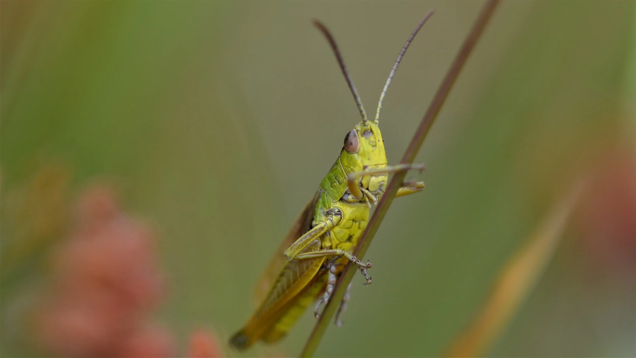 Edited grasshopper.jpg