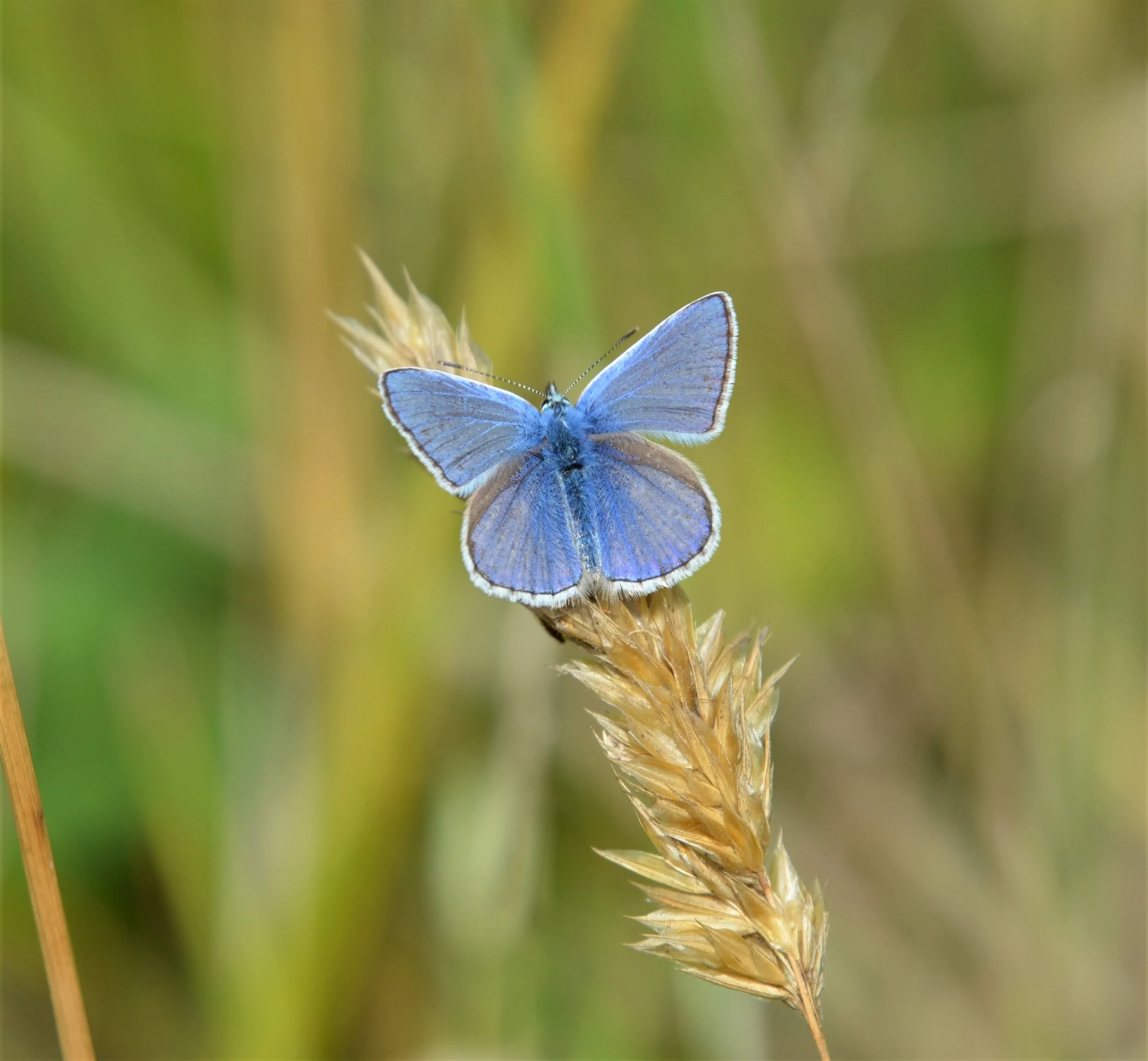 Commo Blue.jpg