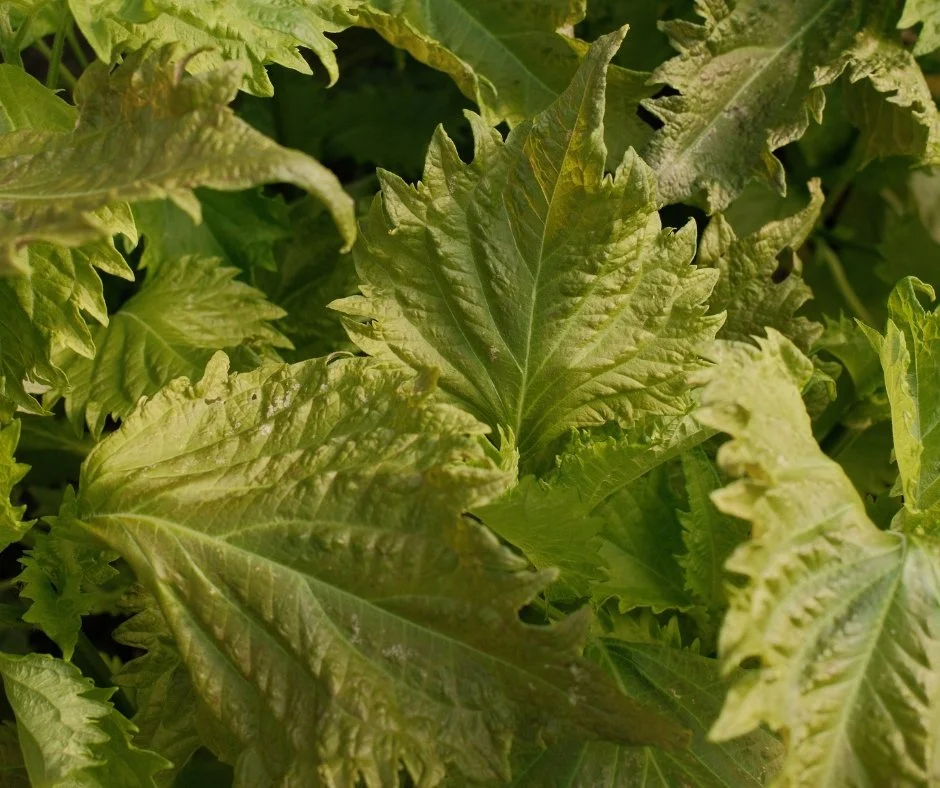 Shiso: The Ingredient Edit