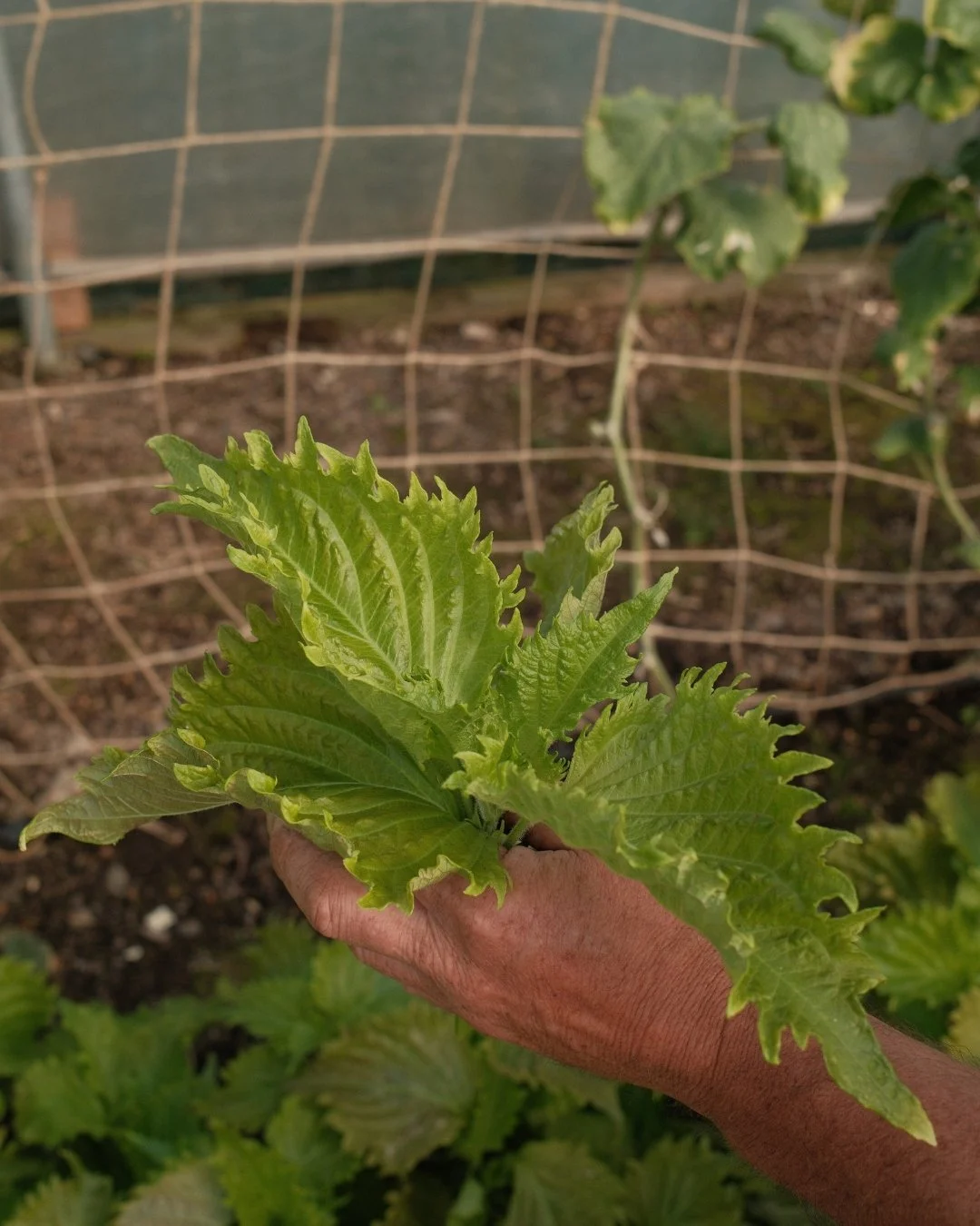 Untitled design (14).jpg