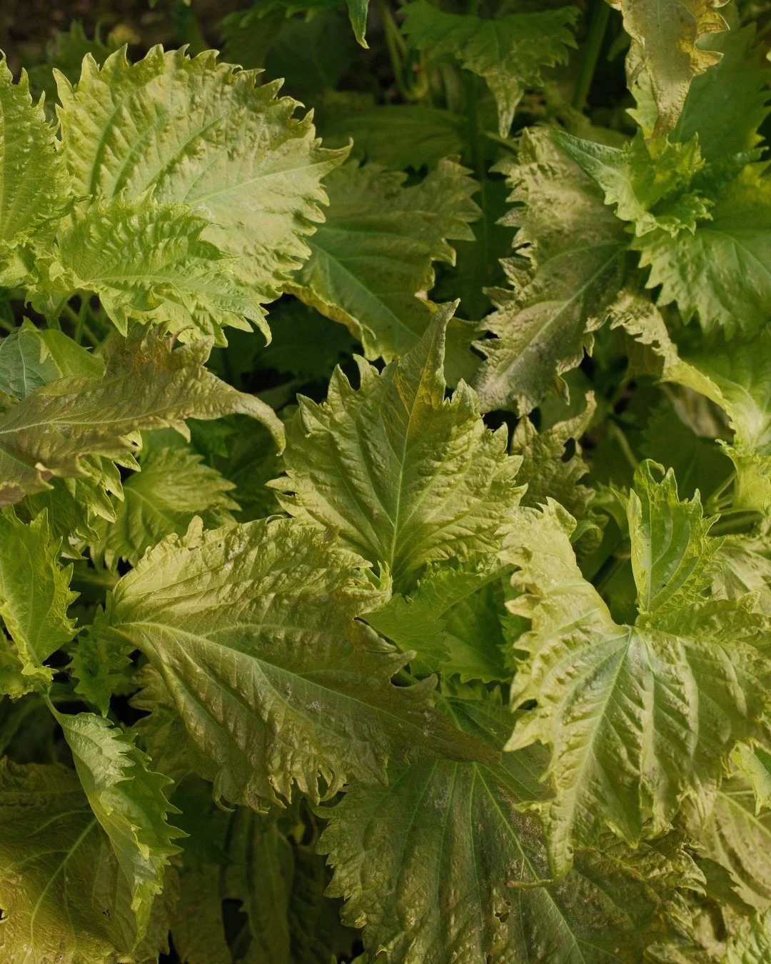 Untitled design (15).jpg