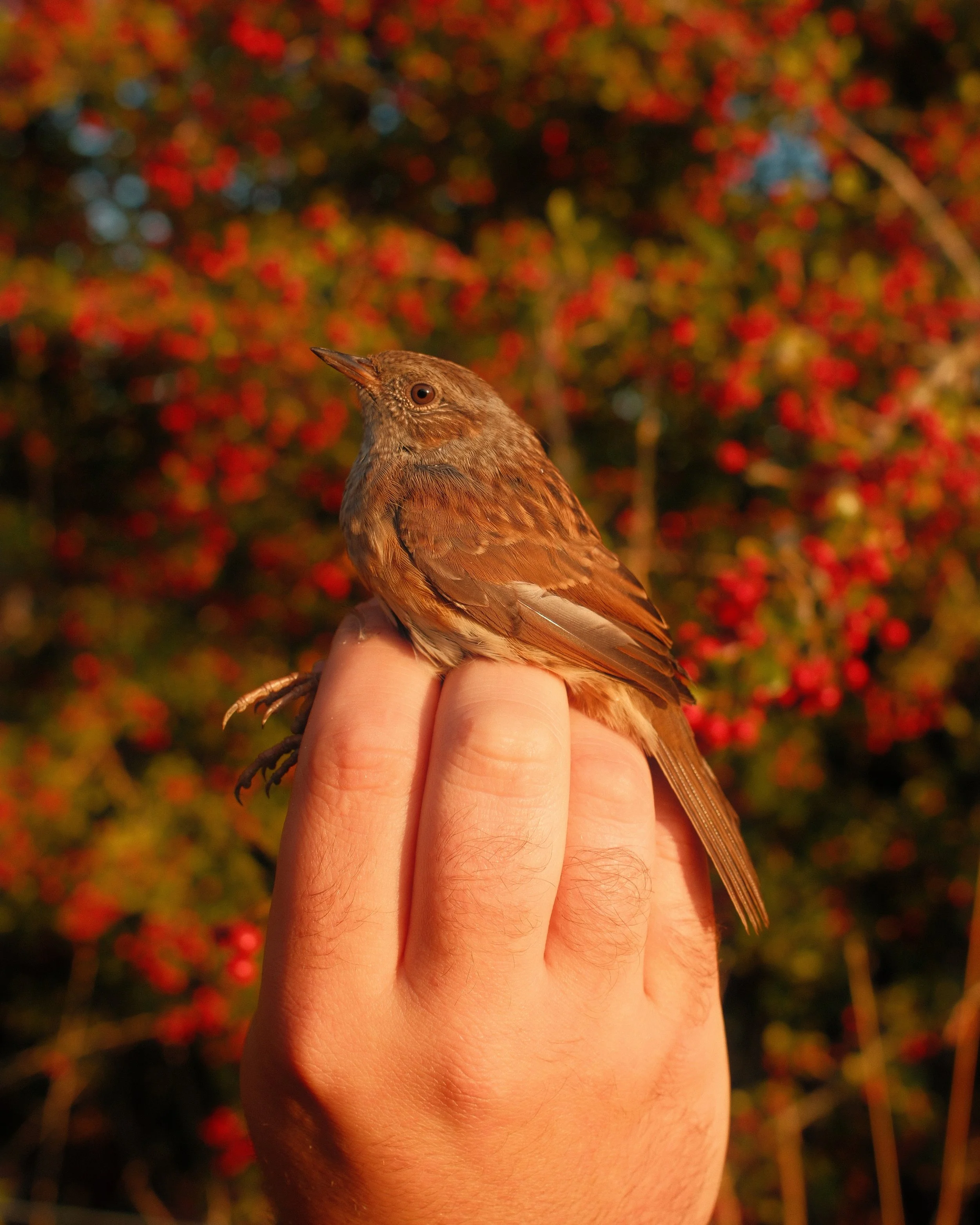 Four Calling Birds