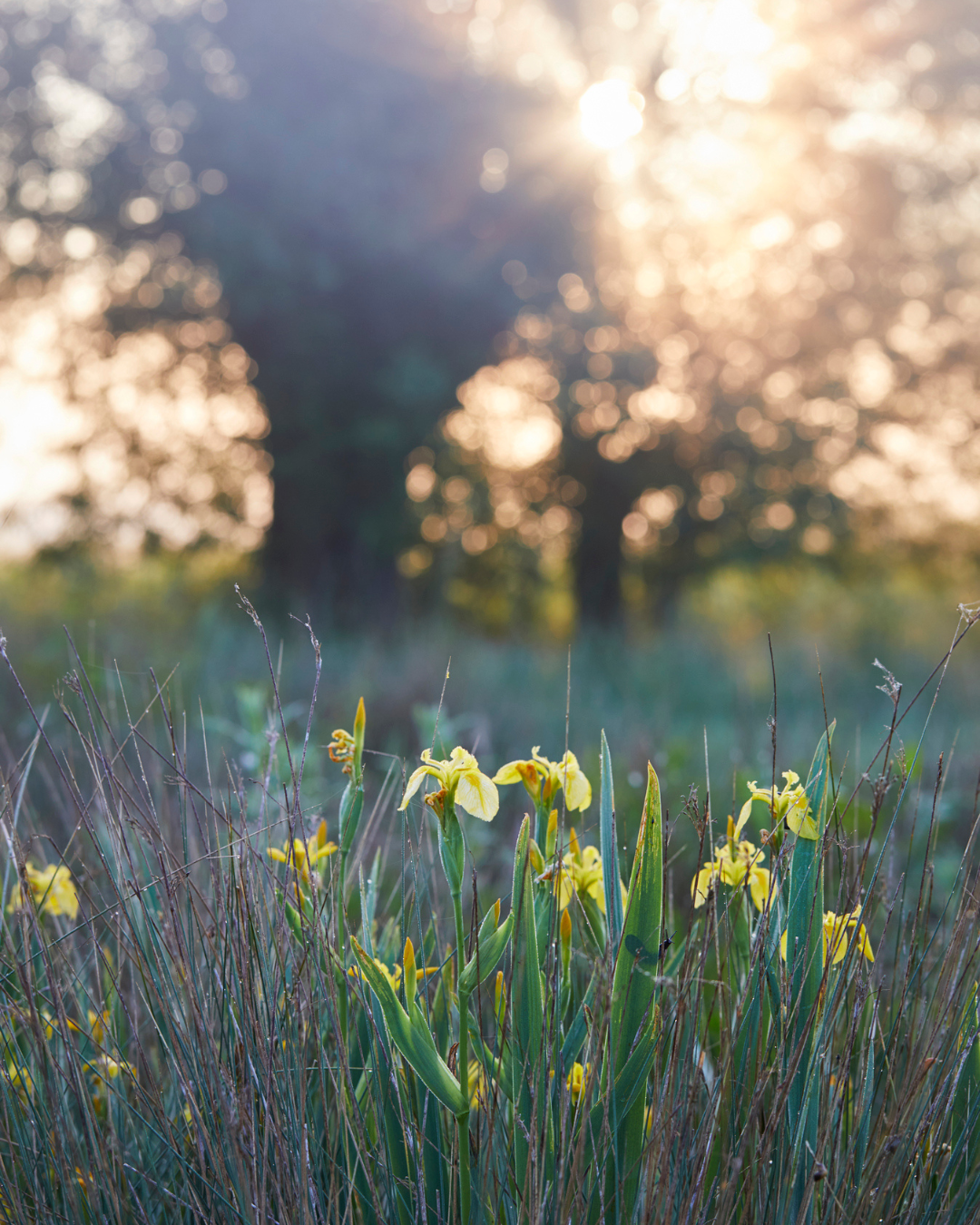 Thyme Social Posters (94).png