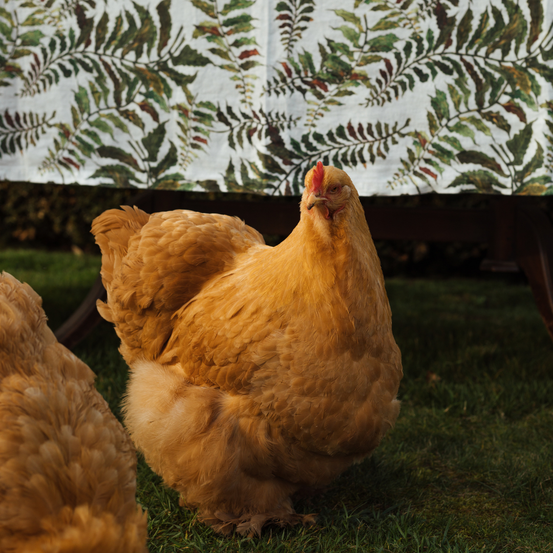 1.1 Social Paid Ads  (2).png