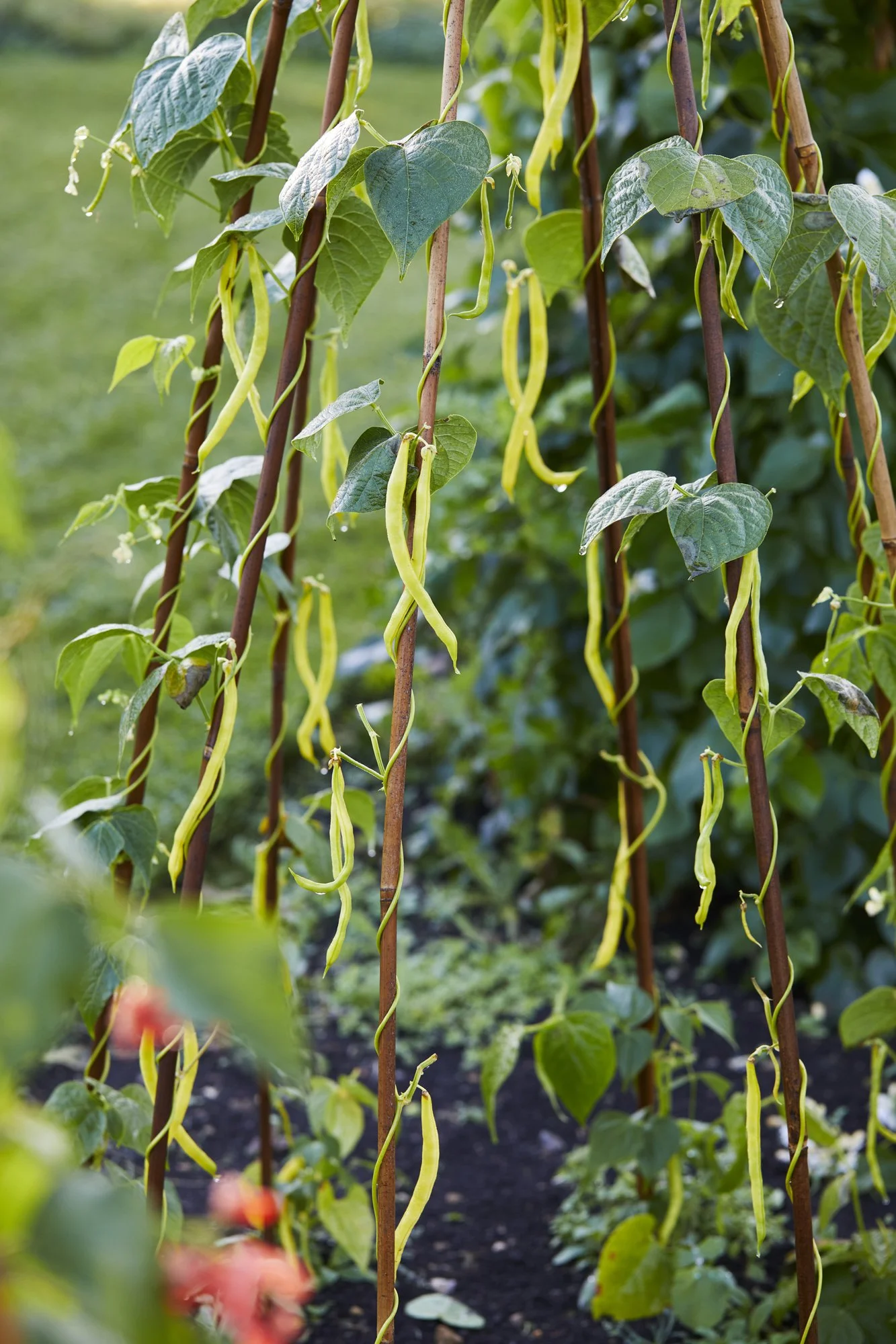 Thyme Sept Veg_020.jpg