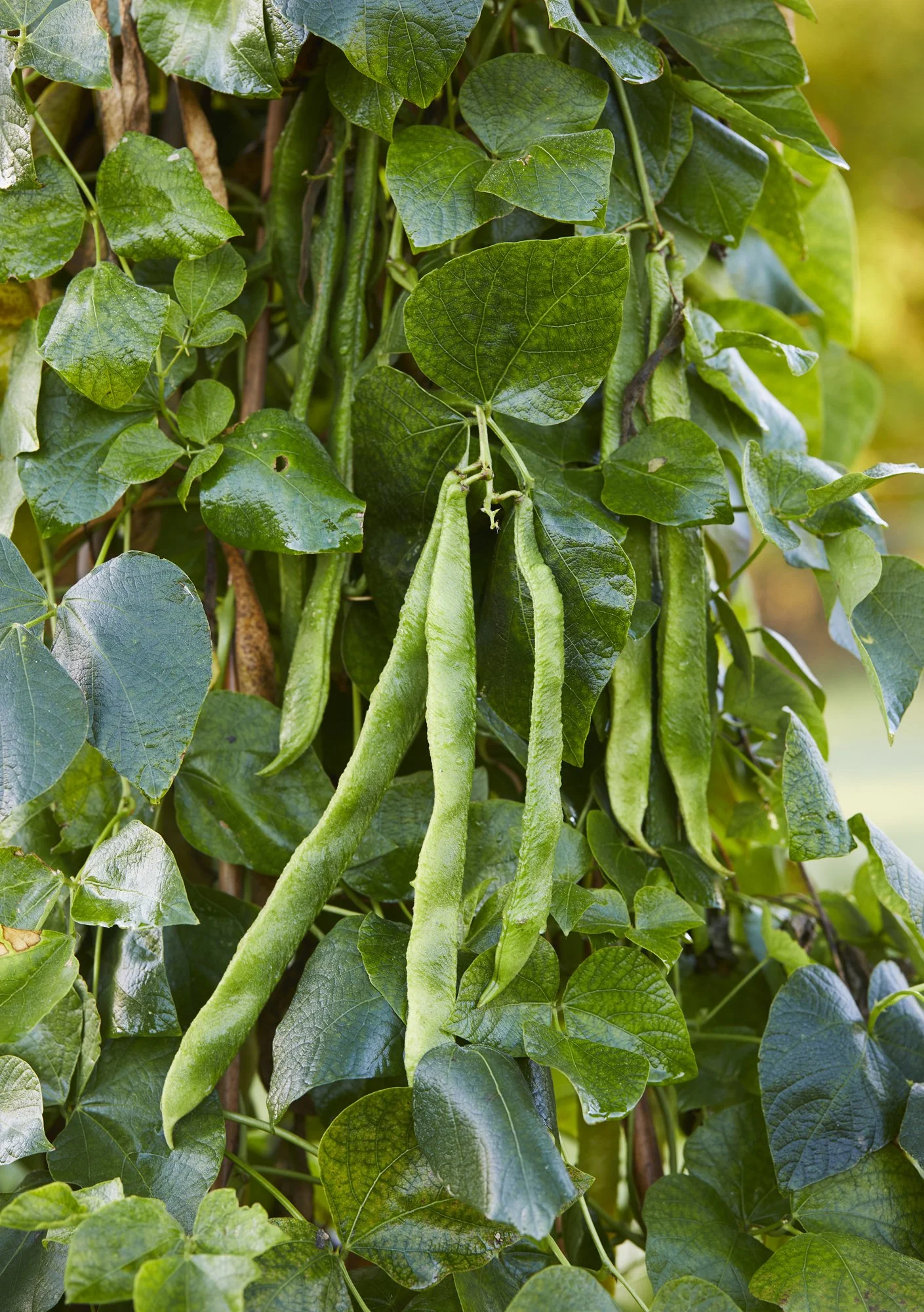 Thyme Sept Veg_021.jpg