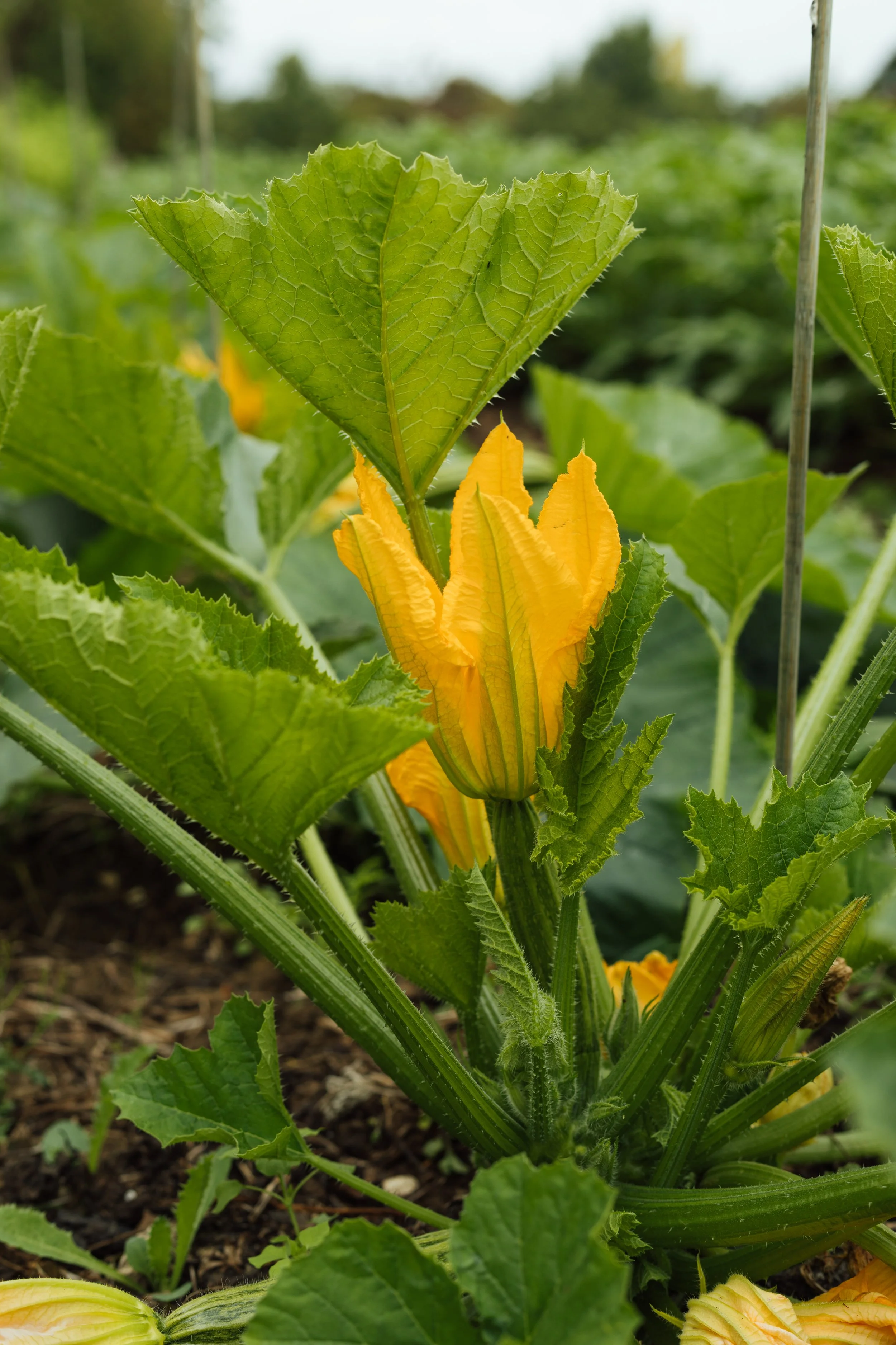 Thyme-KitchenGarden-CourgetteFlower-FreddieEllams.jpg