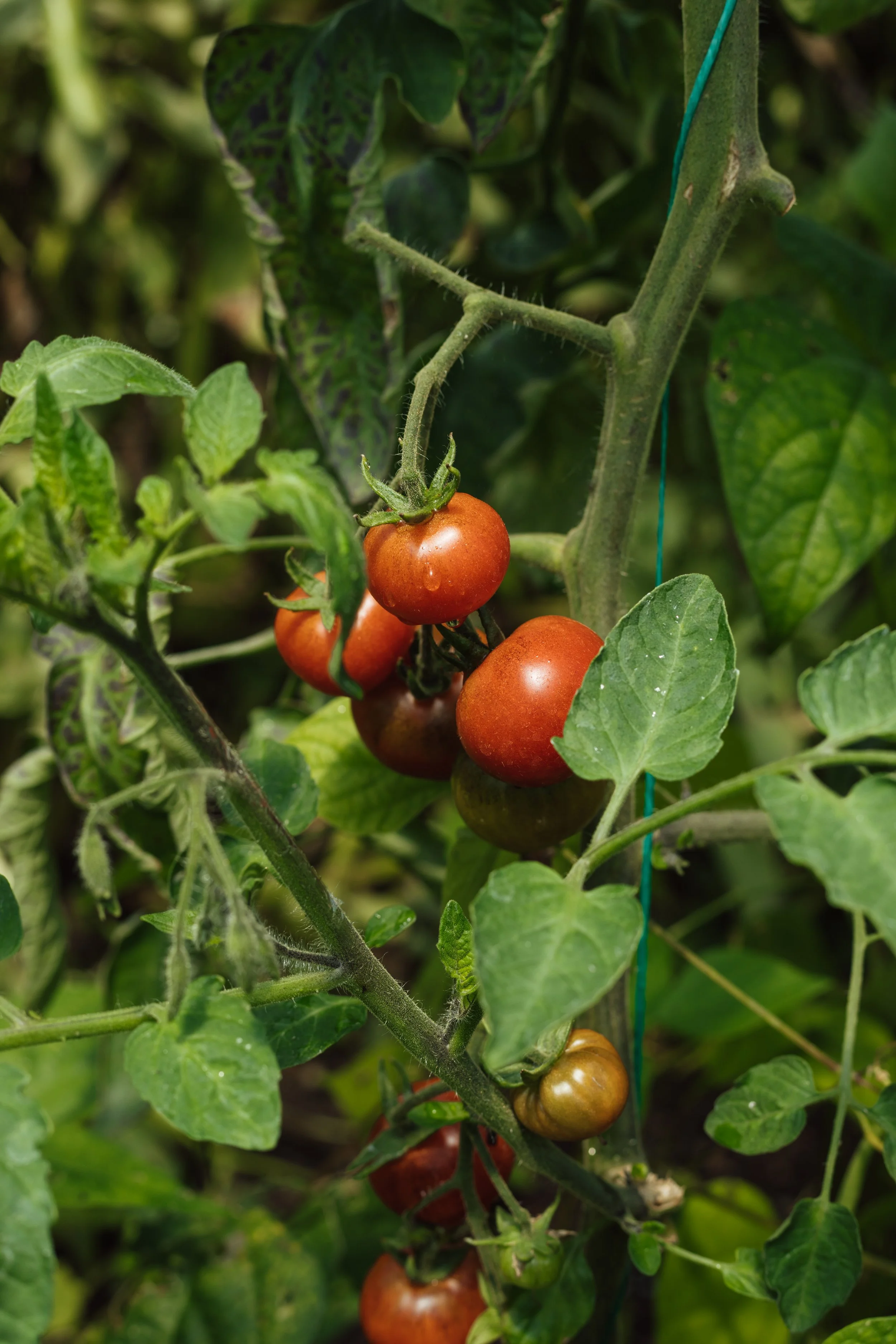 Thyme-KitchenGarden-Tomatoes-FreddieEllams-6.jpg