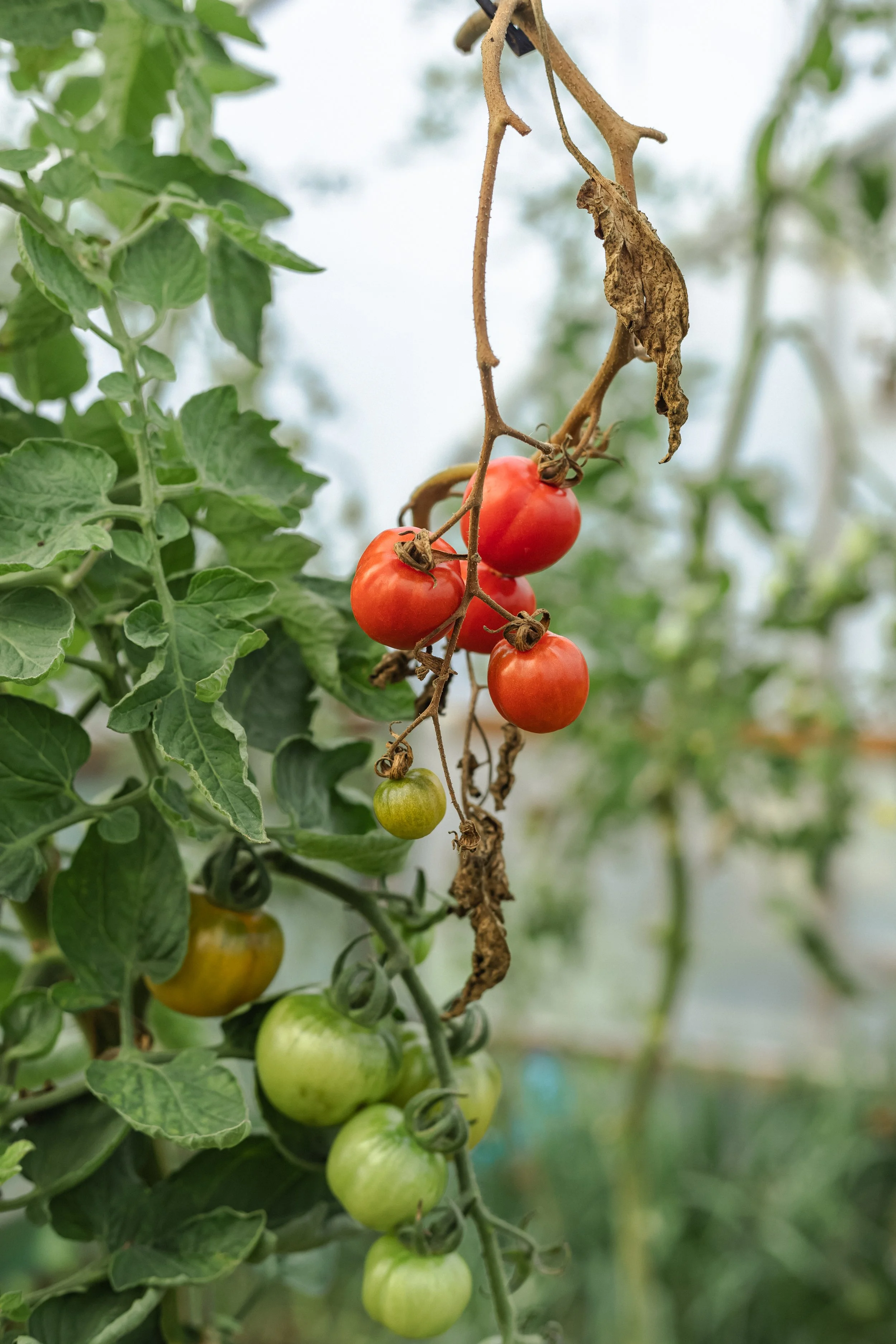 Thyme-VegetableGarden-Tomato-5.jpg