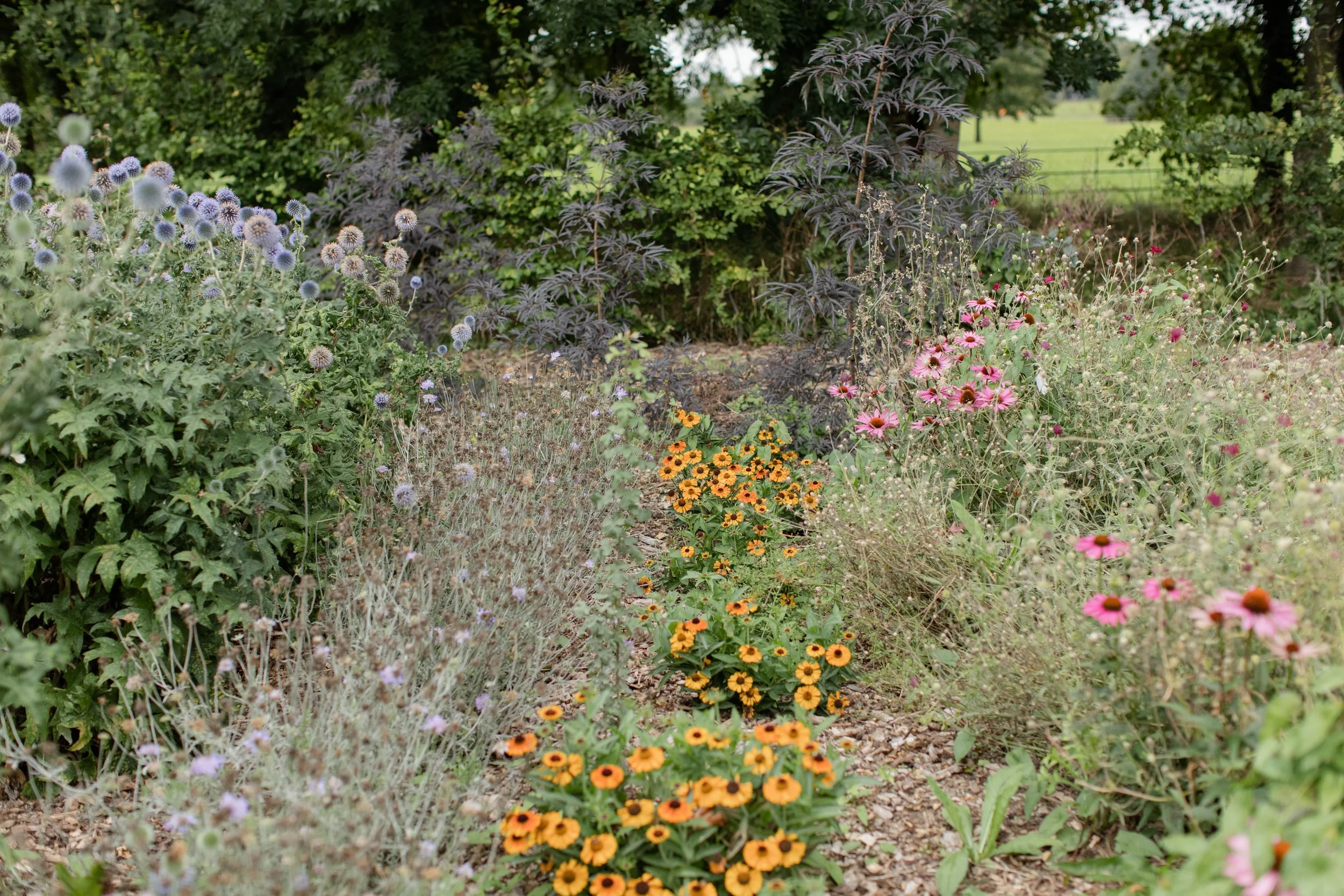 Thyme - Vegetable Gardens 20.jpg