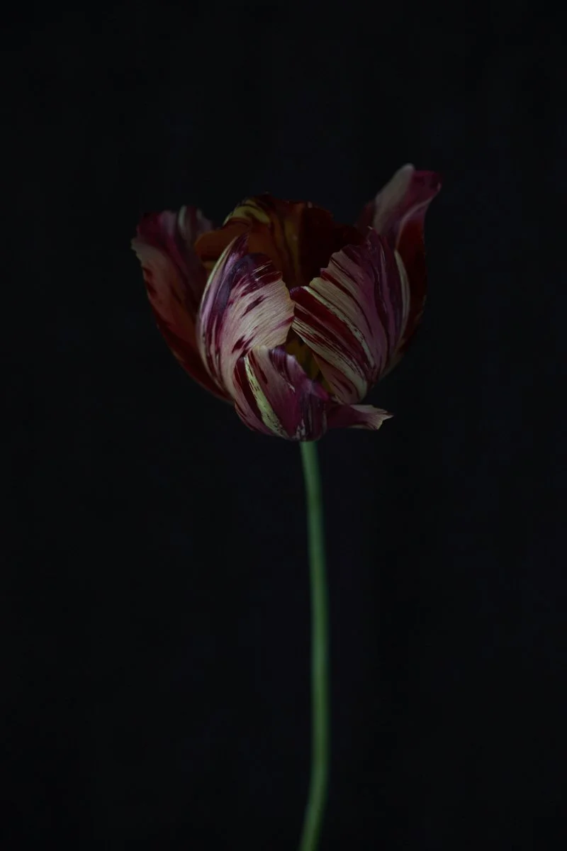 12. Tulipa 'Rubella'.jpg