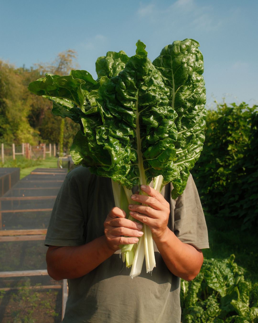 Thyme Social Posters (63).png