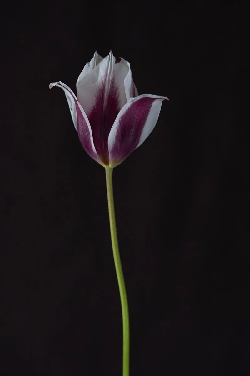 10. Tulipa ‘Lac van Rijn’.jpg