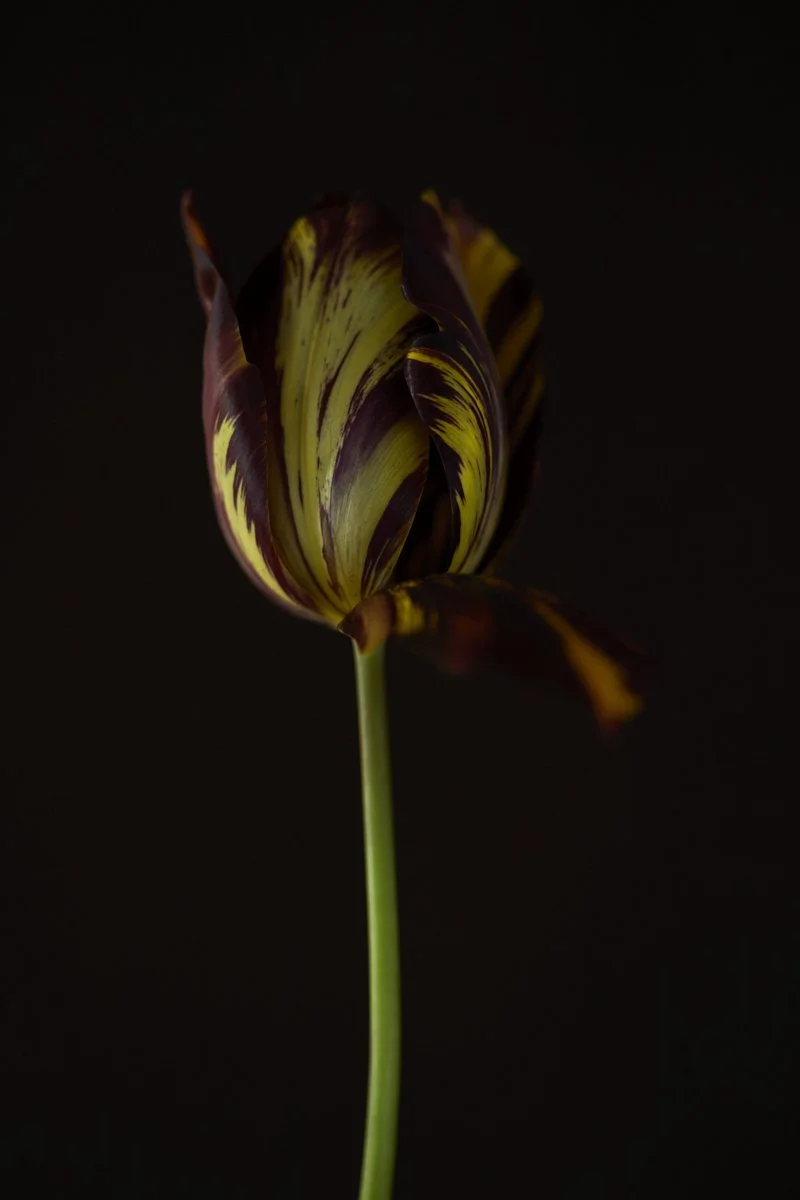 Art Exhibitions — Thyme