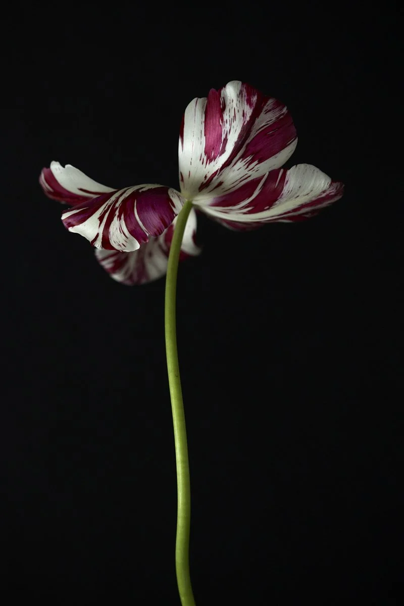 36. Tulipa 'Rosie Wainwright'.jpg