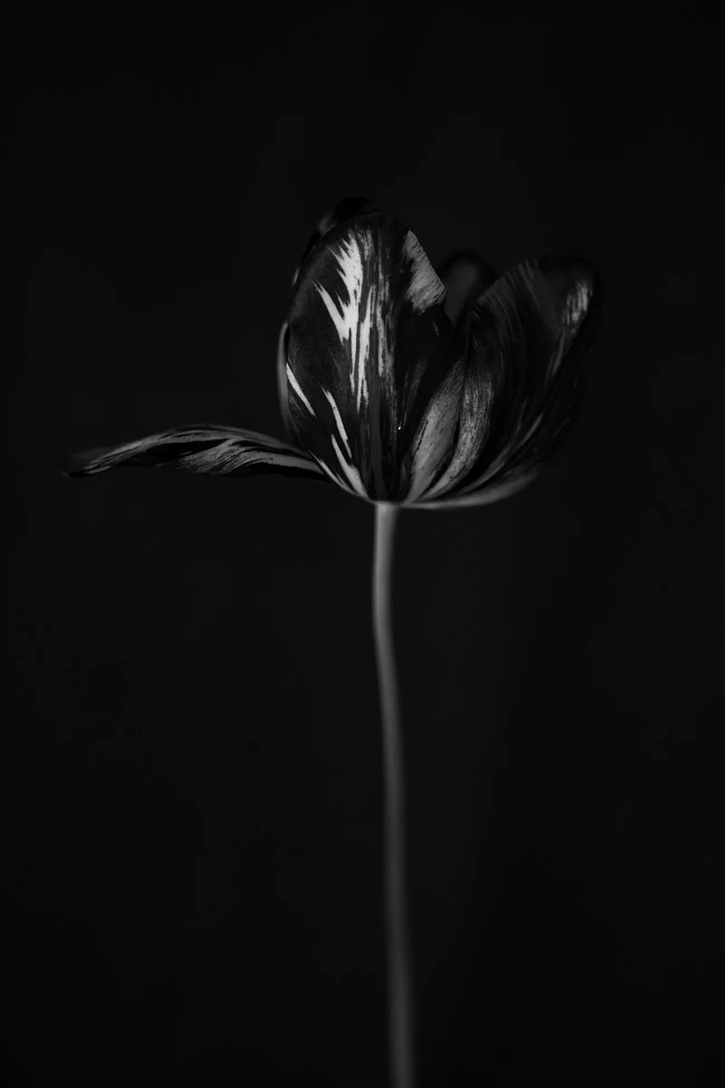 20. Tulipa 'Black & White' .jpg