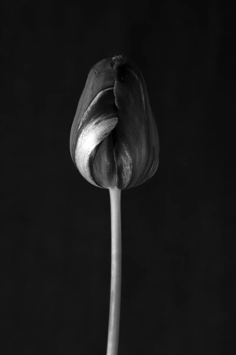 6. Tulipa 'Je Maintiendrai' .jpg