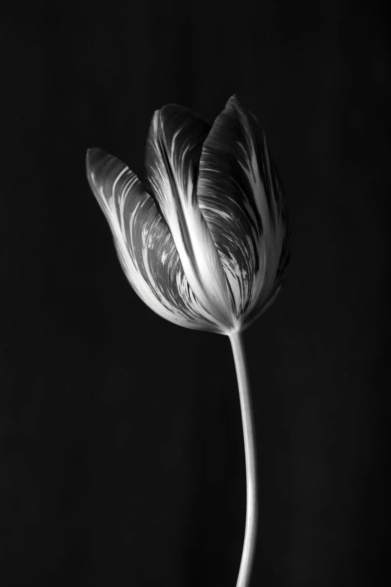 2. Tulipa 'The Lizard' .jpg