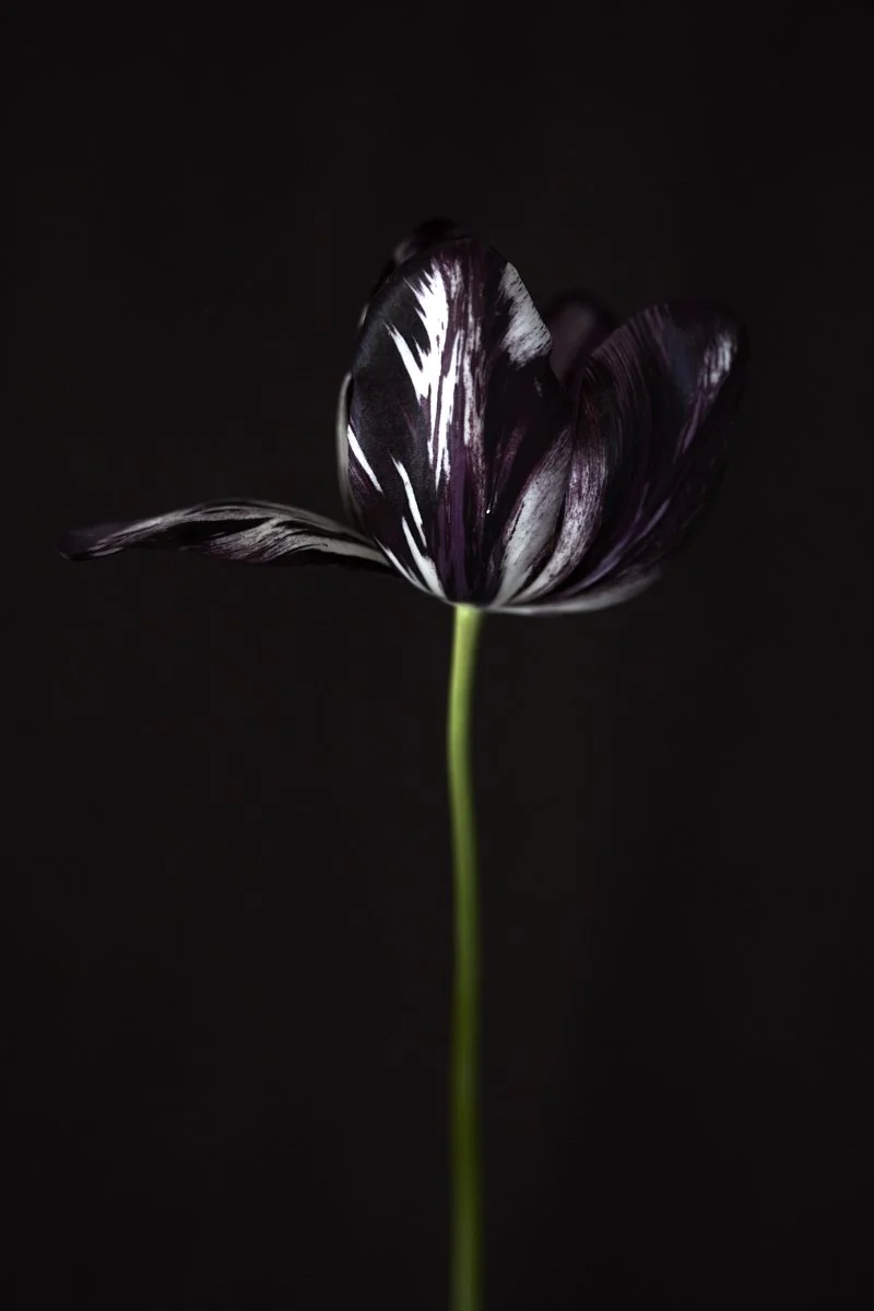 11. Tulipa 'Black & White' .jpg