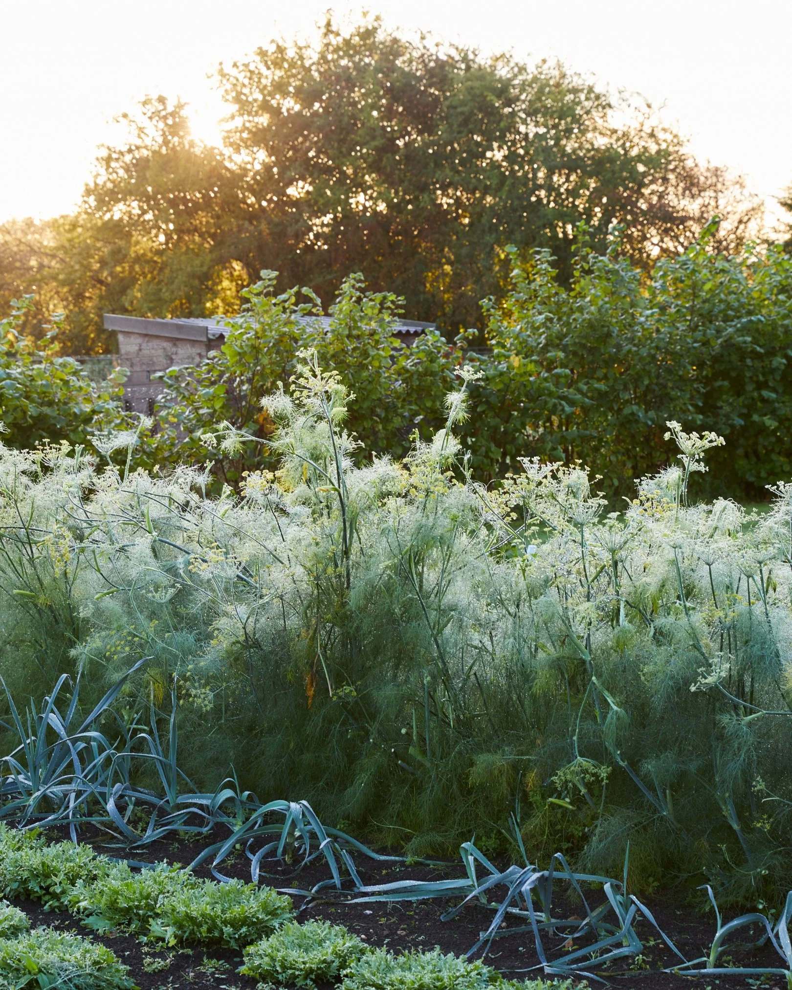 Bertioli Social Posters (4).jpg