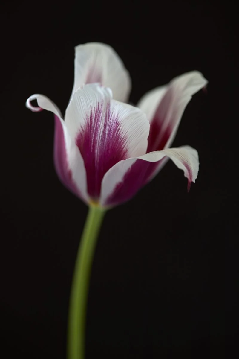 26. Tulipa 'Lac van Rijn' .jpg