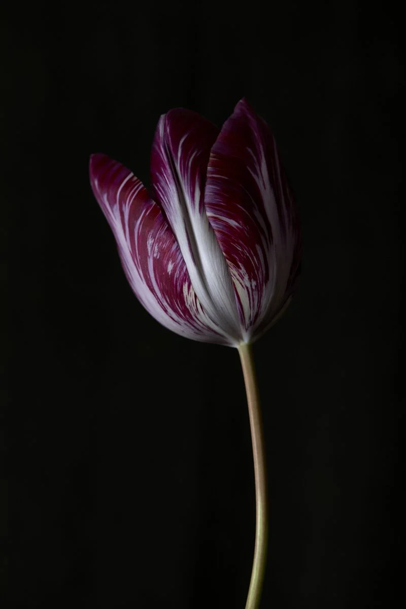 Art Exhibitions — Thyme