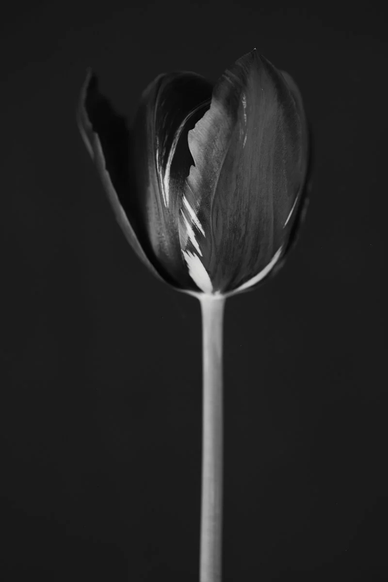 31. Tulipa 'Absalon'.jpg