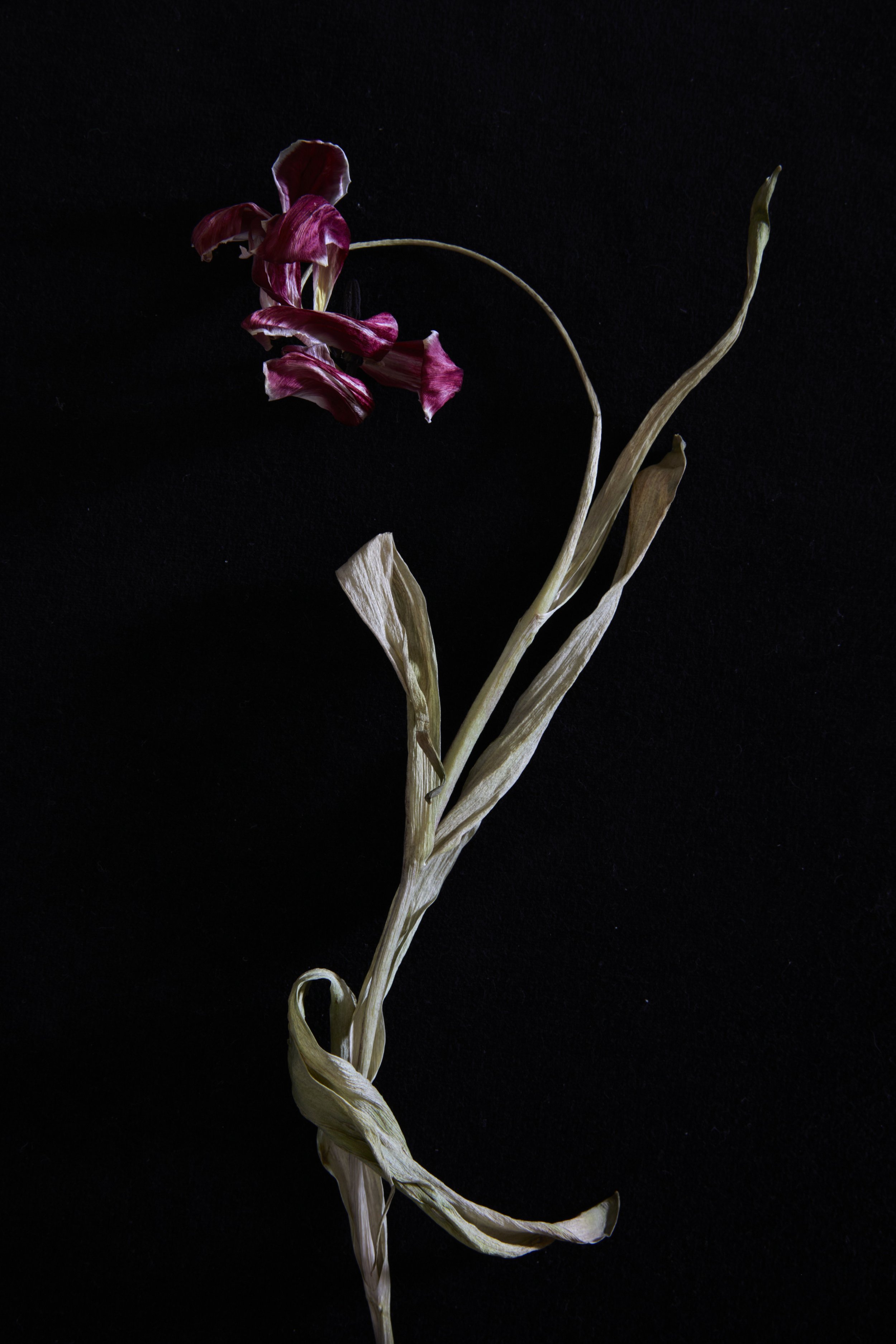38. Tulipa 'Striped Sail', Dancing in Death.jpg