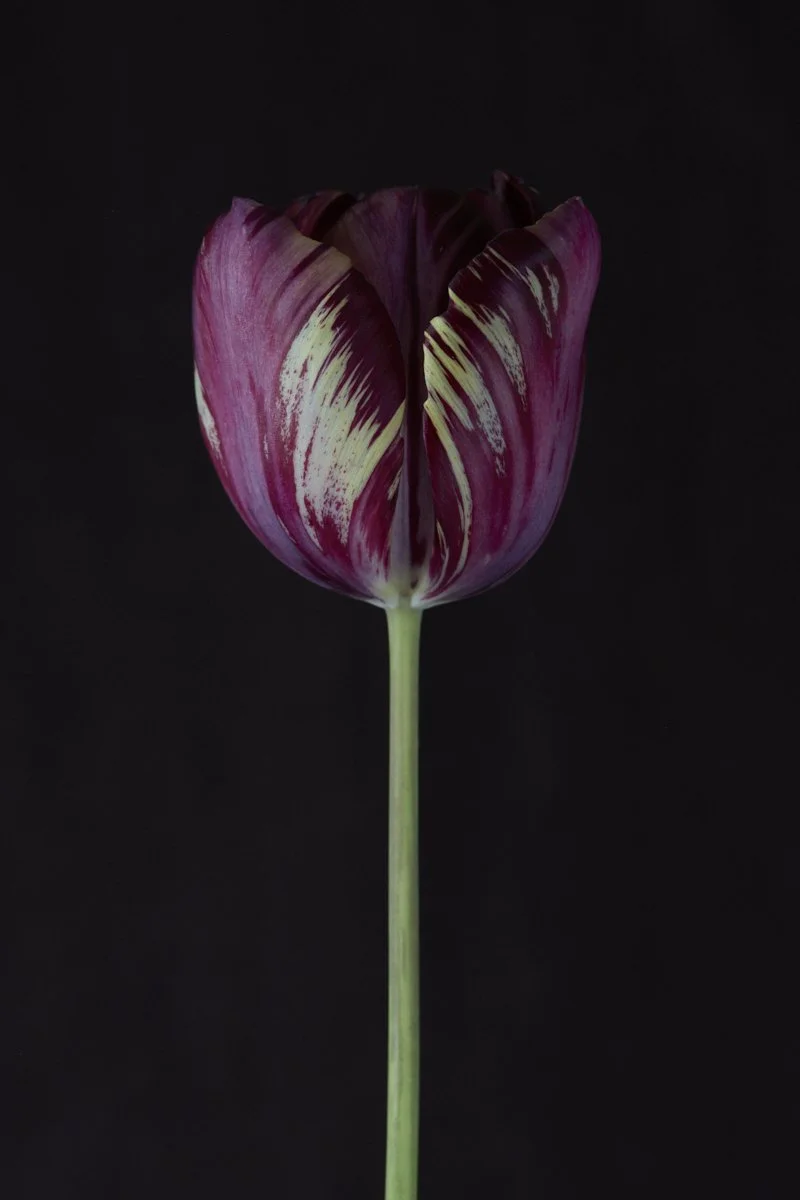 28. Tulipa 'Rose des Dames'.jpg