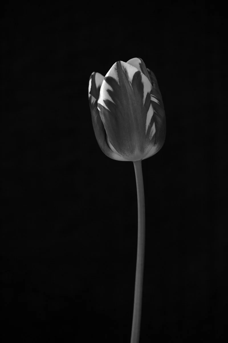 17. Tulipa 'Striped Sail' .jpg