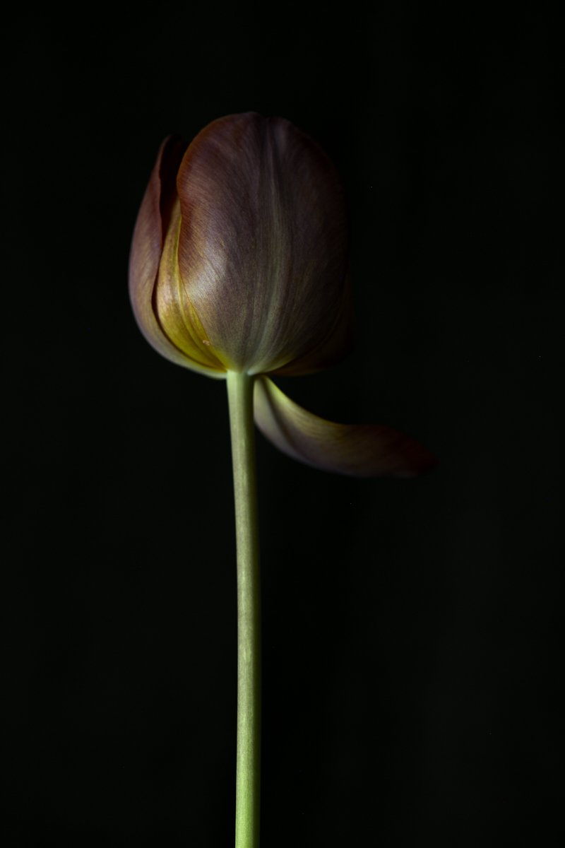 35. Tulipa 'James Wild' .jpg