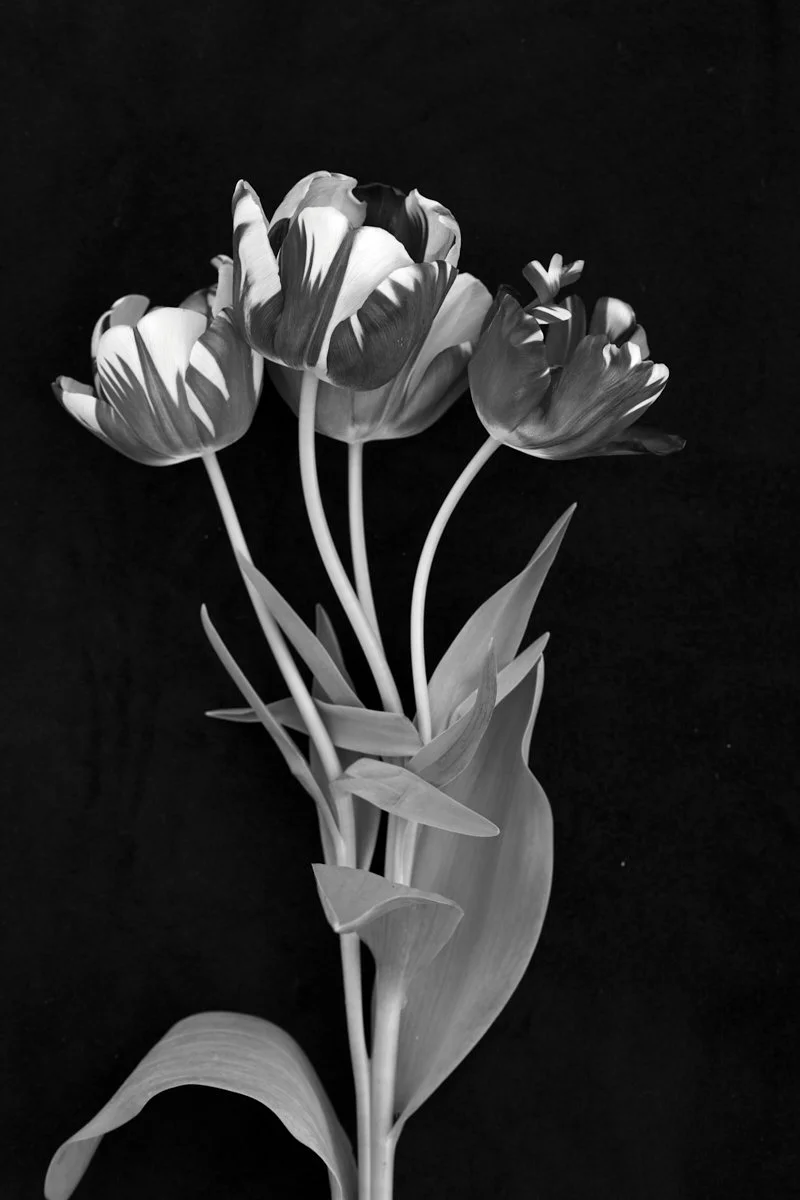 1. Tulipa 'Striped Sail' .jpg