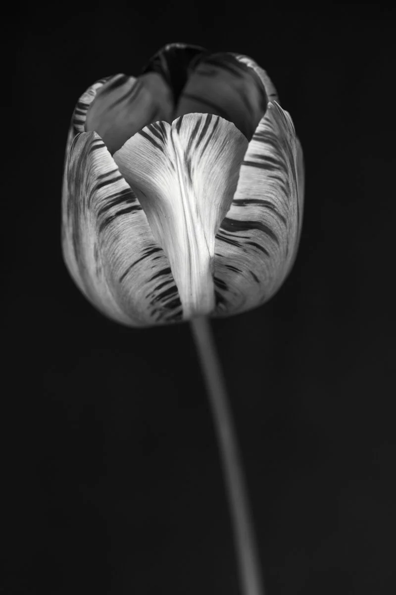 33. Tulipa 'The Lizard'.jpg