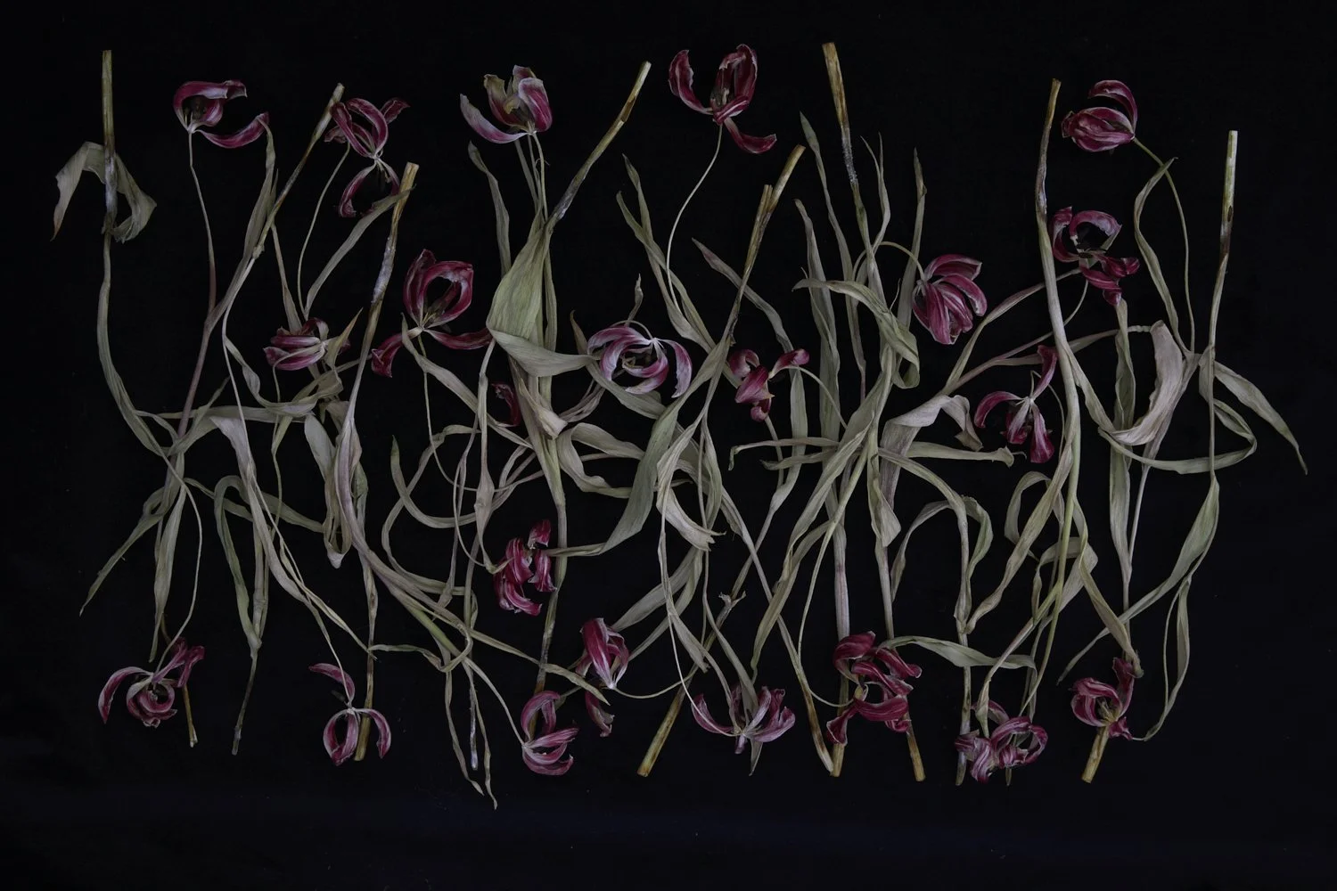 42. Infinite Beauty - Tulip Study II.jpg