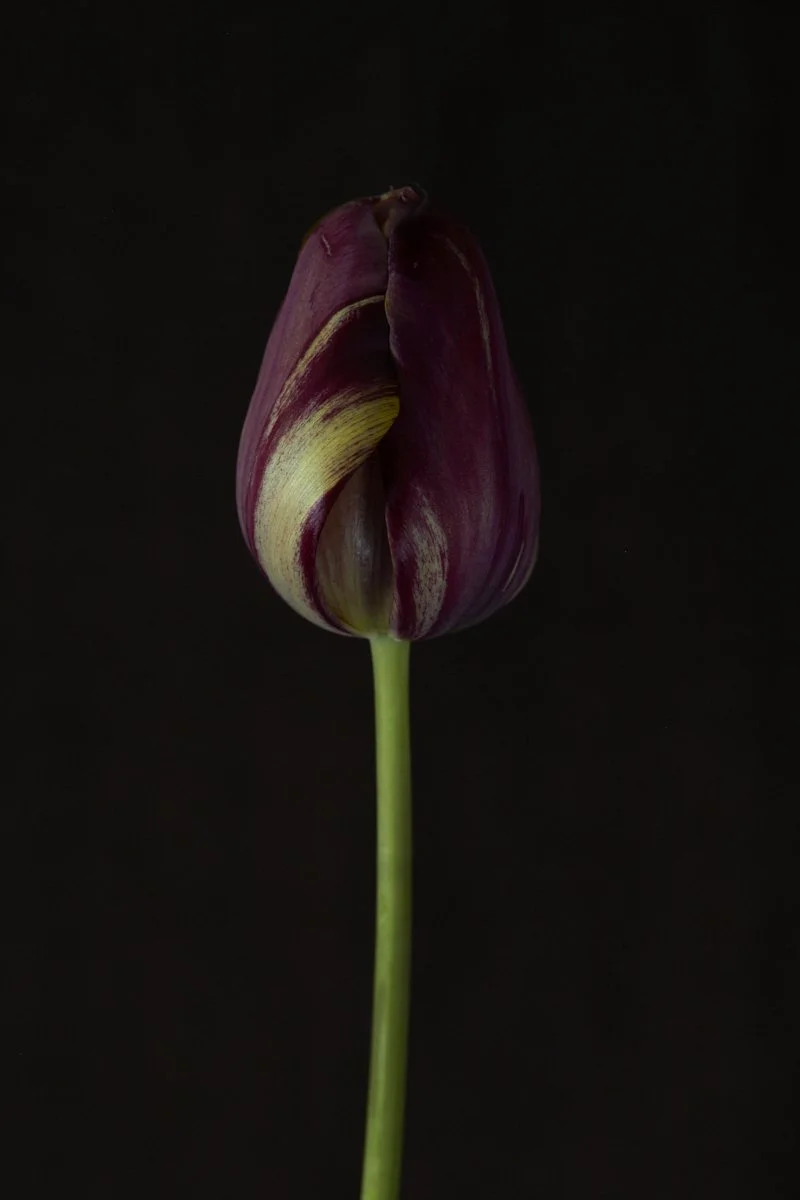 29. Tulipa 'Je Maintiendrai' .jpg